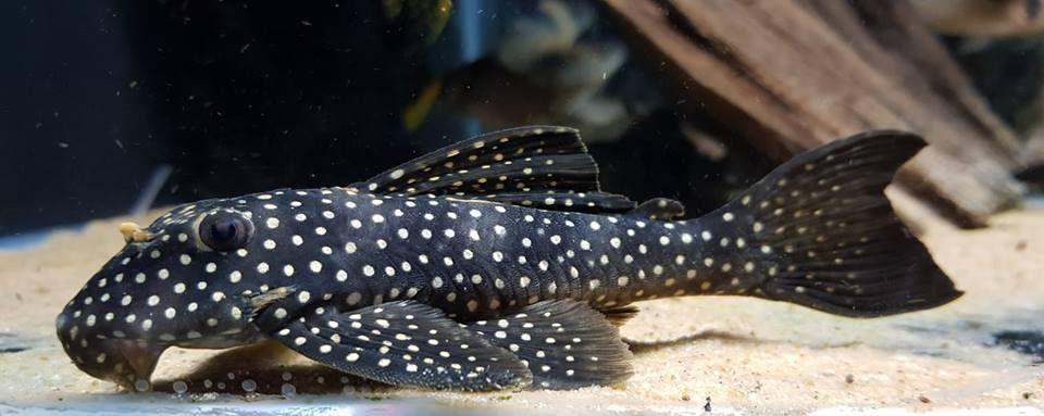 L-Nummers: L048 Scobinancistrus cf. pariolispos, Vis, Zoetwatervis