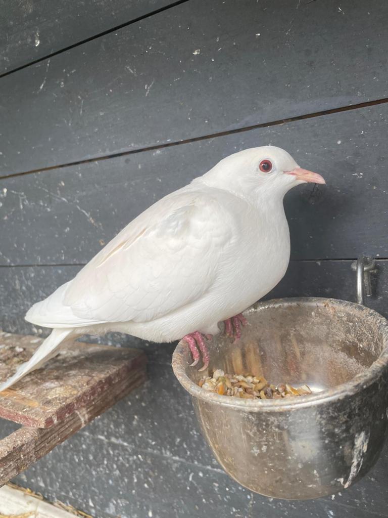 2 Sneeuwwitte tortelduifjes, Geslacht onbekend, Tortelduif