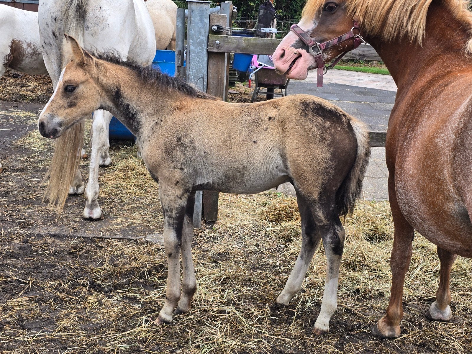 2 zeer leuke hengstveulens valk en valk bont, Hengst, D pony (1.37m tot 1.48m), 0 tot 2 jaar