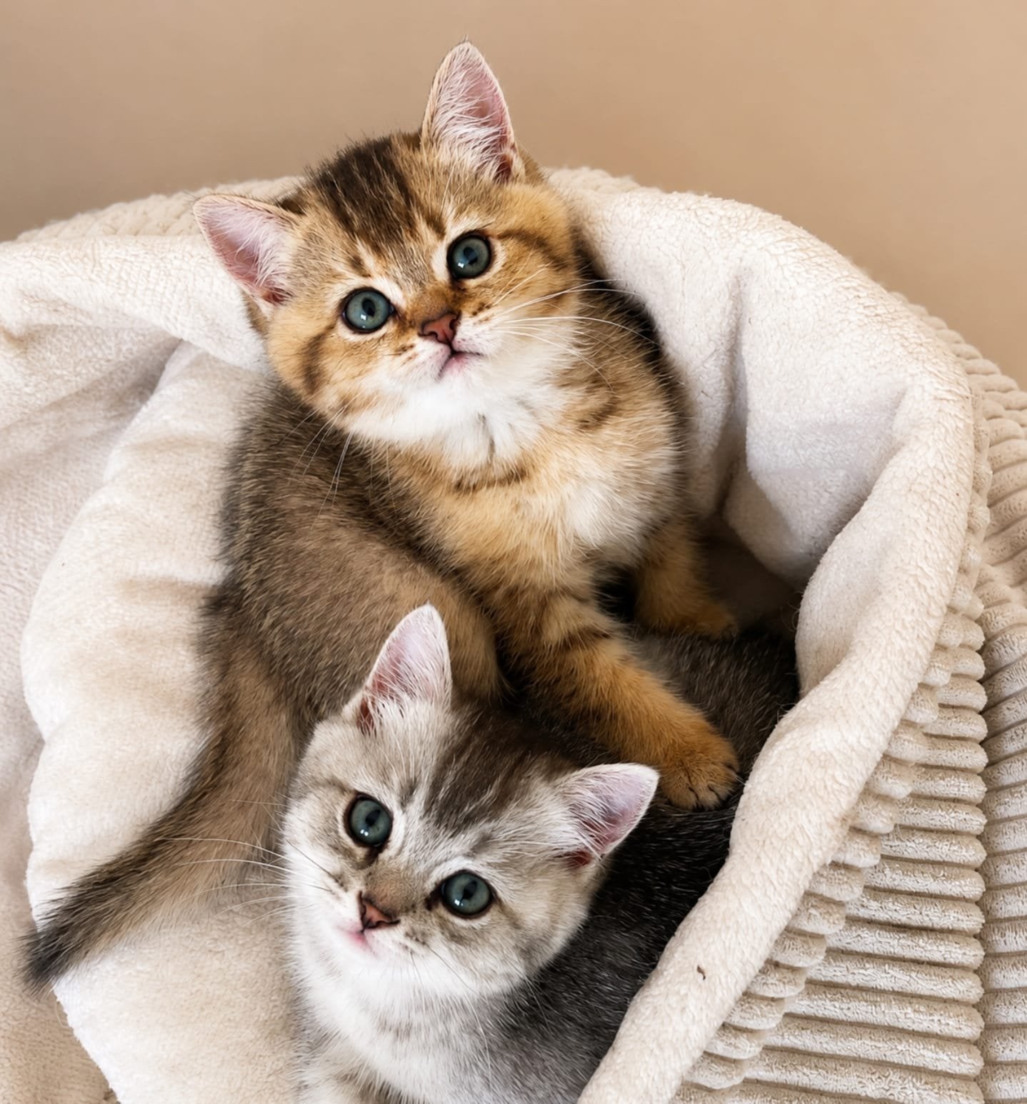 Prachtige Britse korthaar kittens met stamboom en ingeënt, Meerdere dieren, Met stamboom, 0 tot 2 jaar