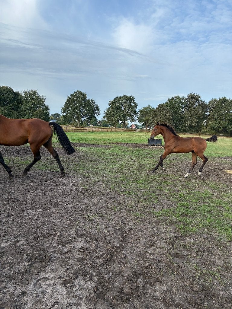 Donker bruin merrie veulen.  (KWPN), Merrie, Springpaard, Met stamboom, Niet van toepassing