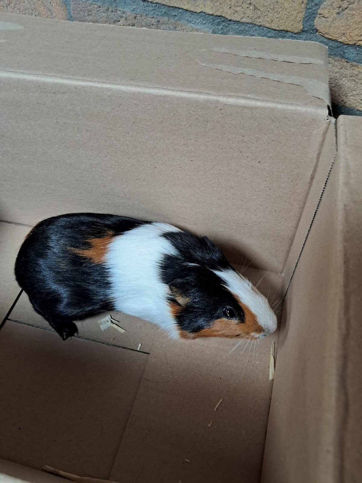 cavia beertje te koop, Dieren en Toebehoren, April, Mannelijk, Cavia