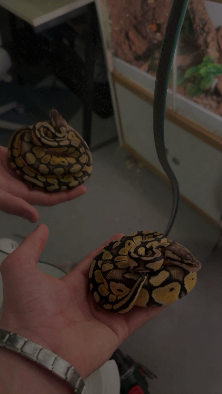 Konings python (python regius) Ball Python - unknown for sale from monte