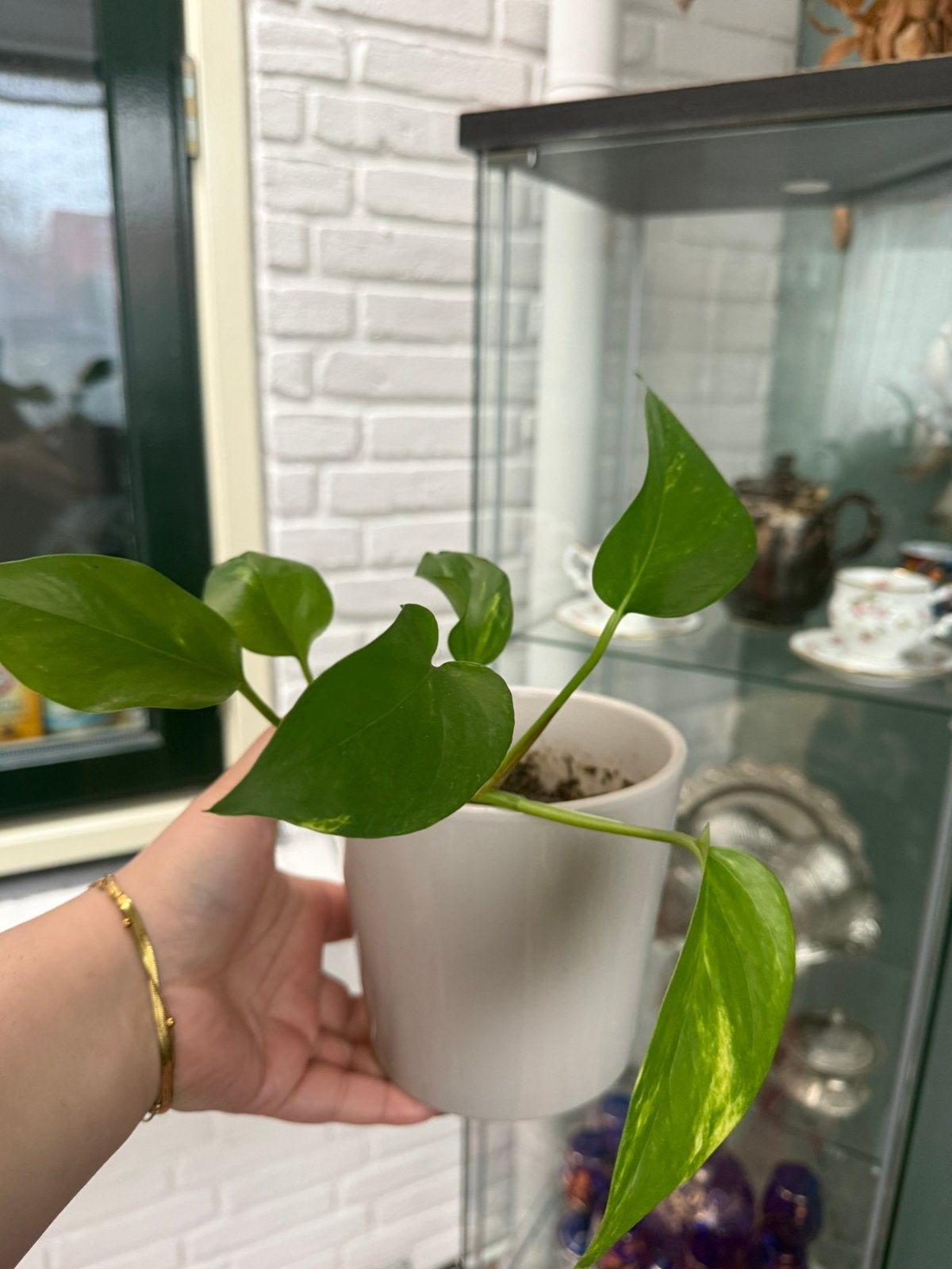 Planten, Ophalen, Halfschaduw, Minder dan 100 cm