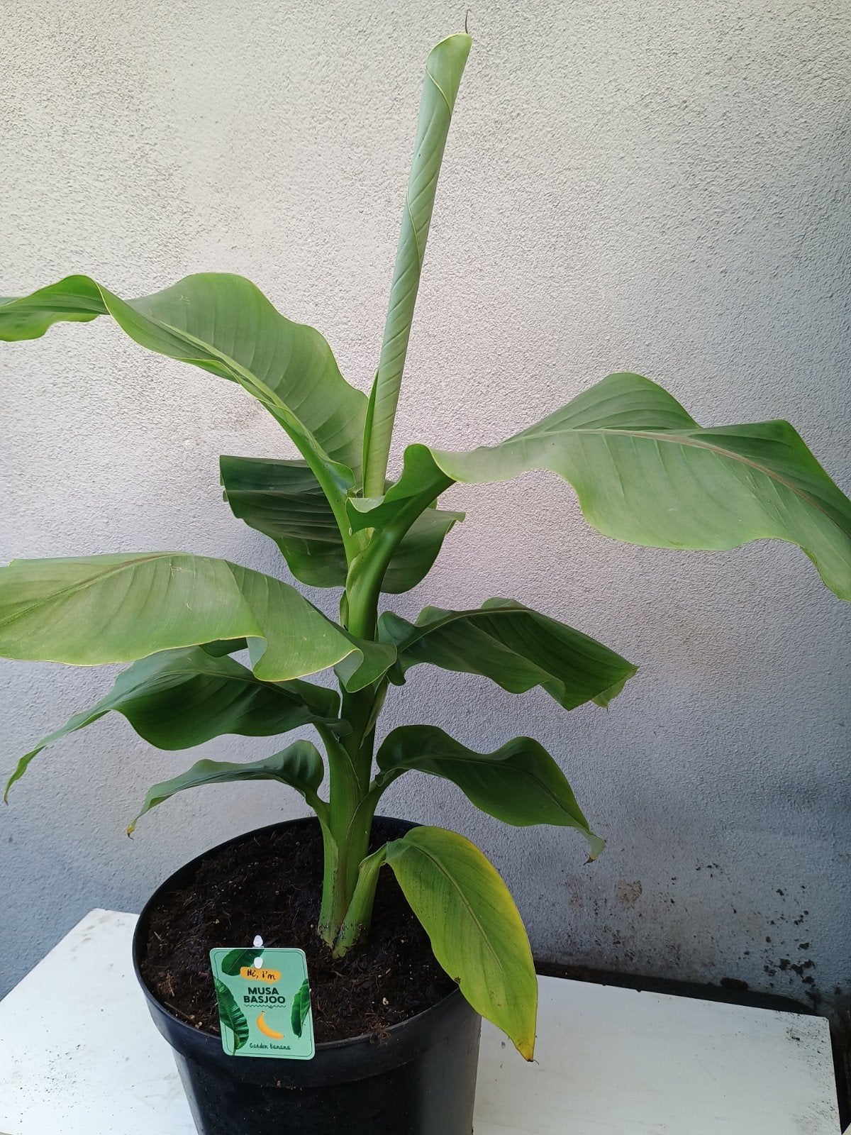 Te koop Musa basjo banaan, Tuin en Terras, Planten | Tuinplanten, Ophalen, Overige soorten, Volle zon