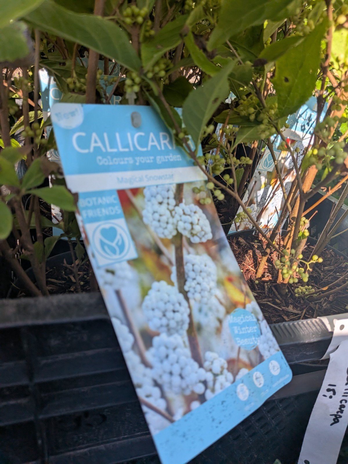 Witte Schoonvrucht Callicarpa 'Magical Snowstar' -, Volle zon, Vaste plant, Lente, Ophalen