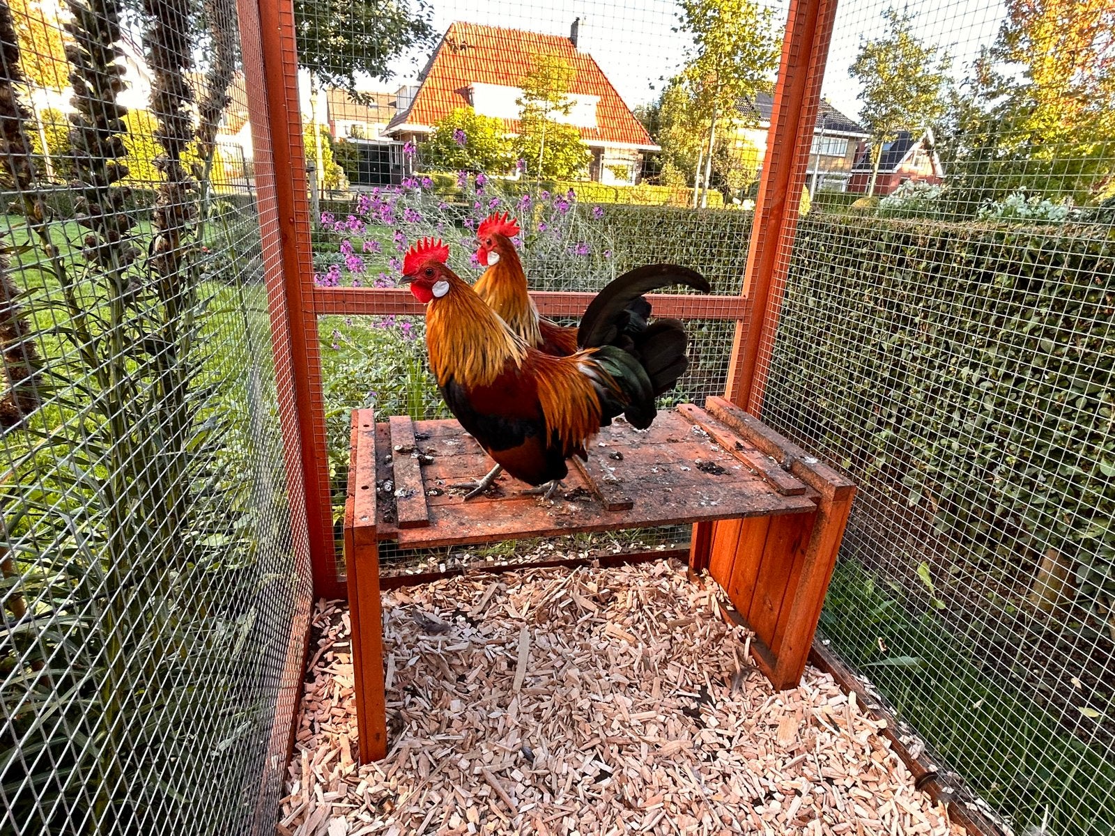 2 mooie krielkip hanen, Mannelijk, Kip