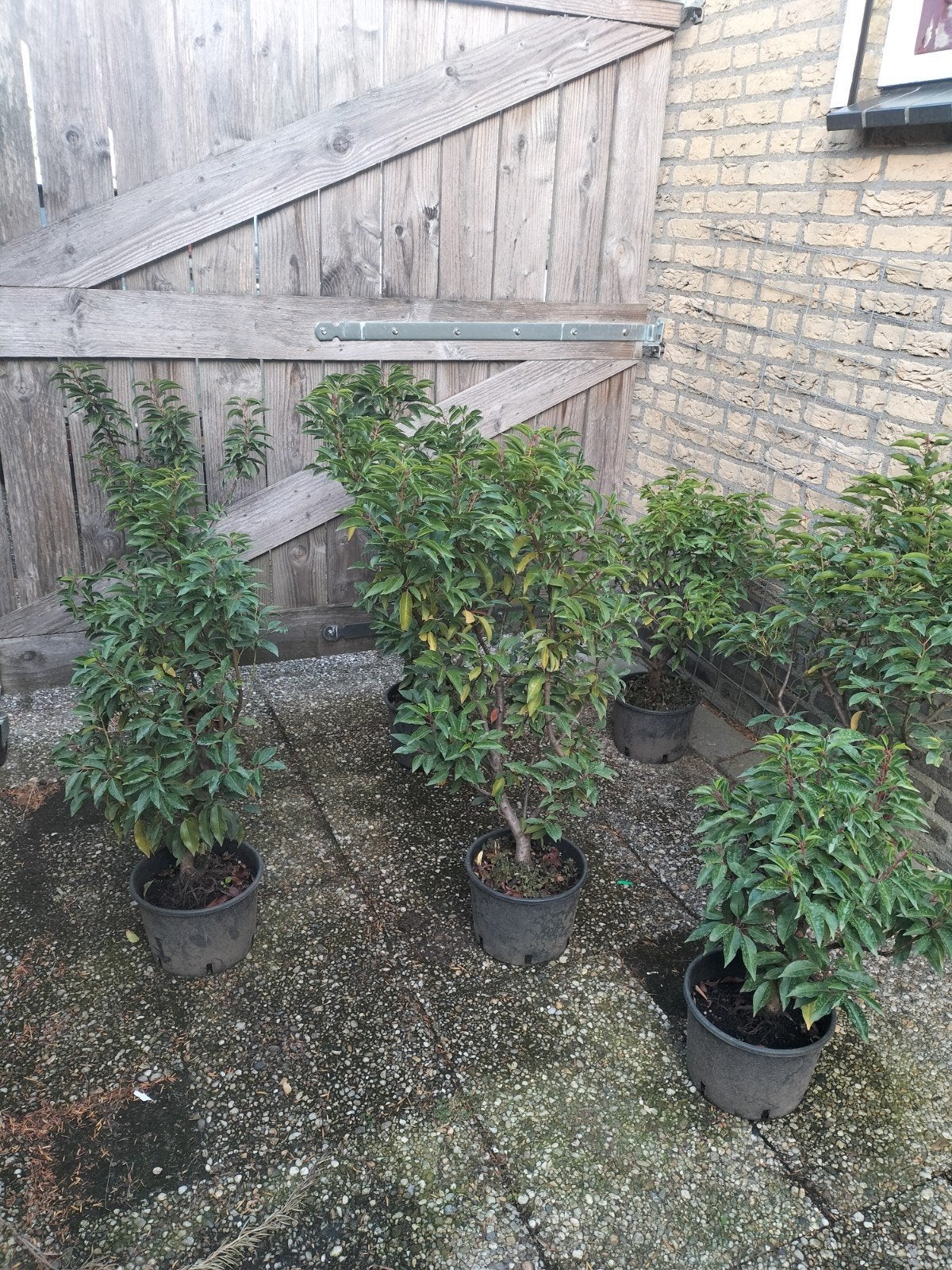 Prunus lusitanica, Volle zon, Vaste plant, Lente, Ophalen