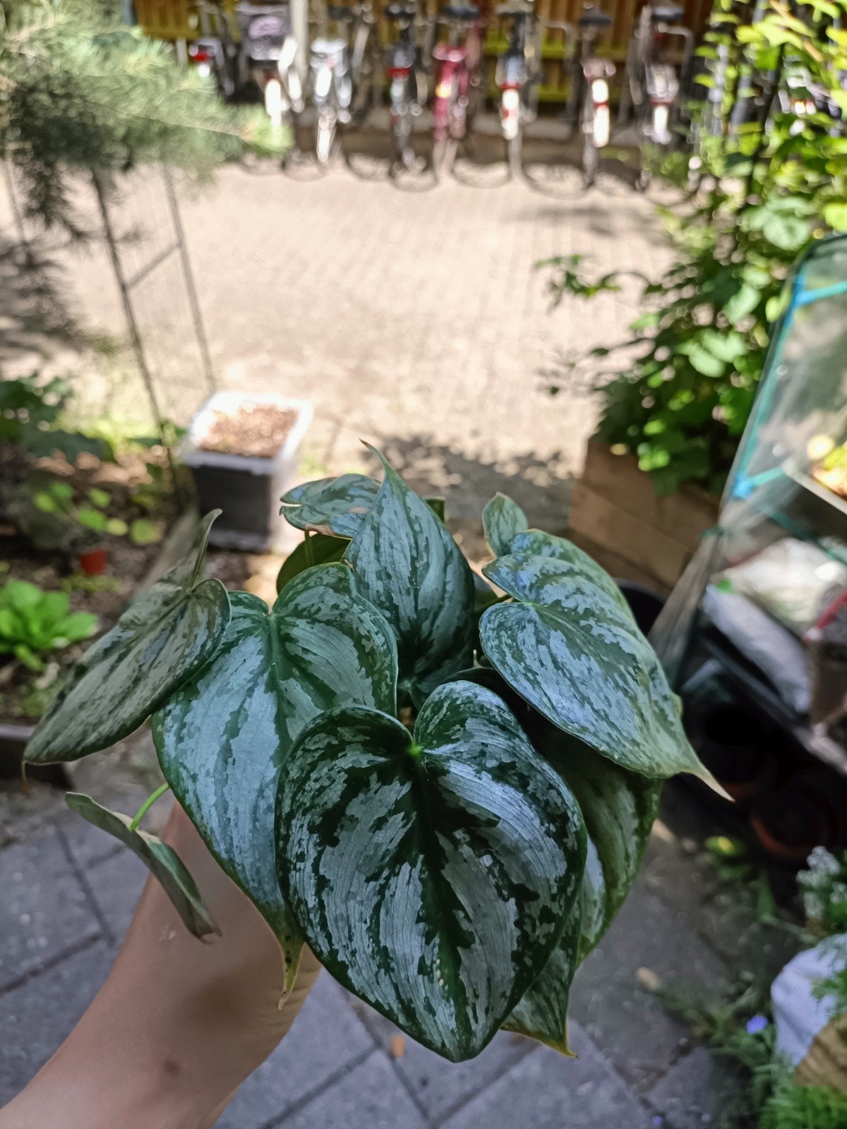 Philodendron brandtianum, Huis en Inrichting, Ophalen of Verzenden
