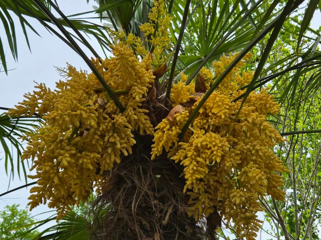 Chinese waaierpalm (Trachycarpus fortunei), Ophalen, Gehele jaar, Volle zon