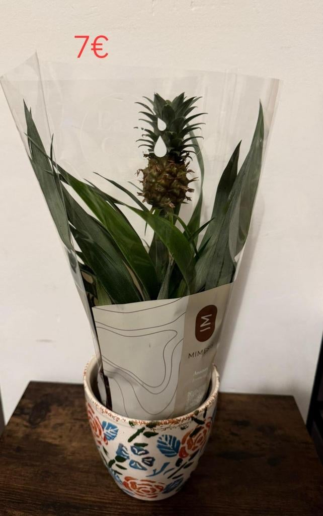 Ananasplant in pot, Ophalen