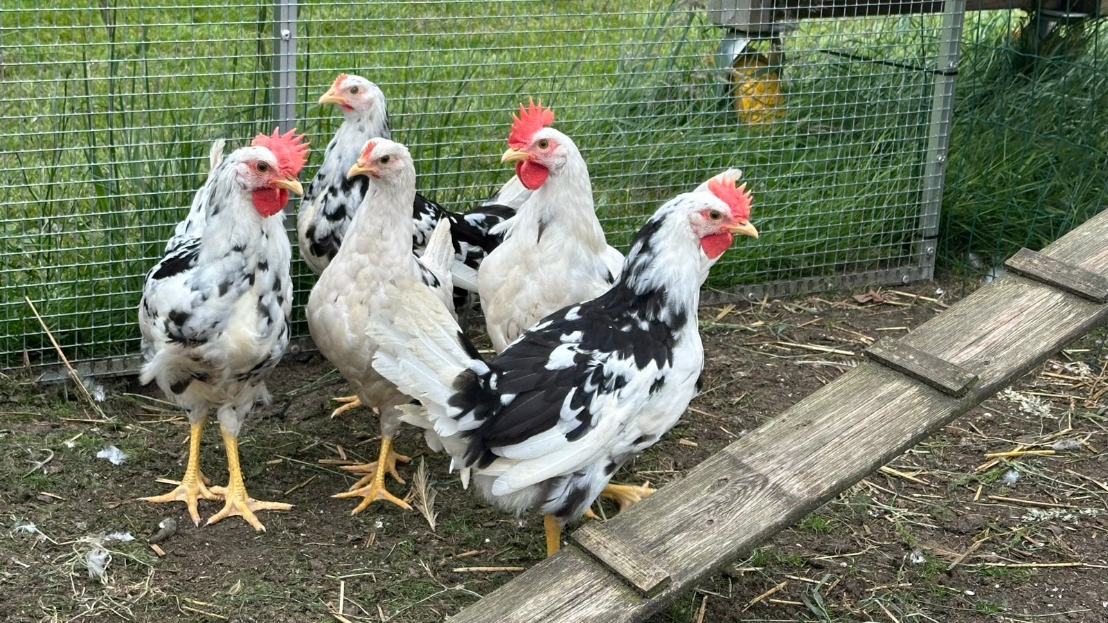 Gratis Leghorn haan (bont) 15 welen oud, Dieren en Toebehoren, Pluimvee, Mannelijk, Kip