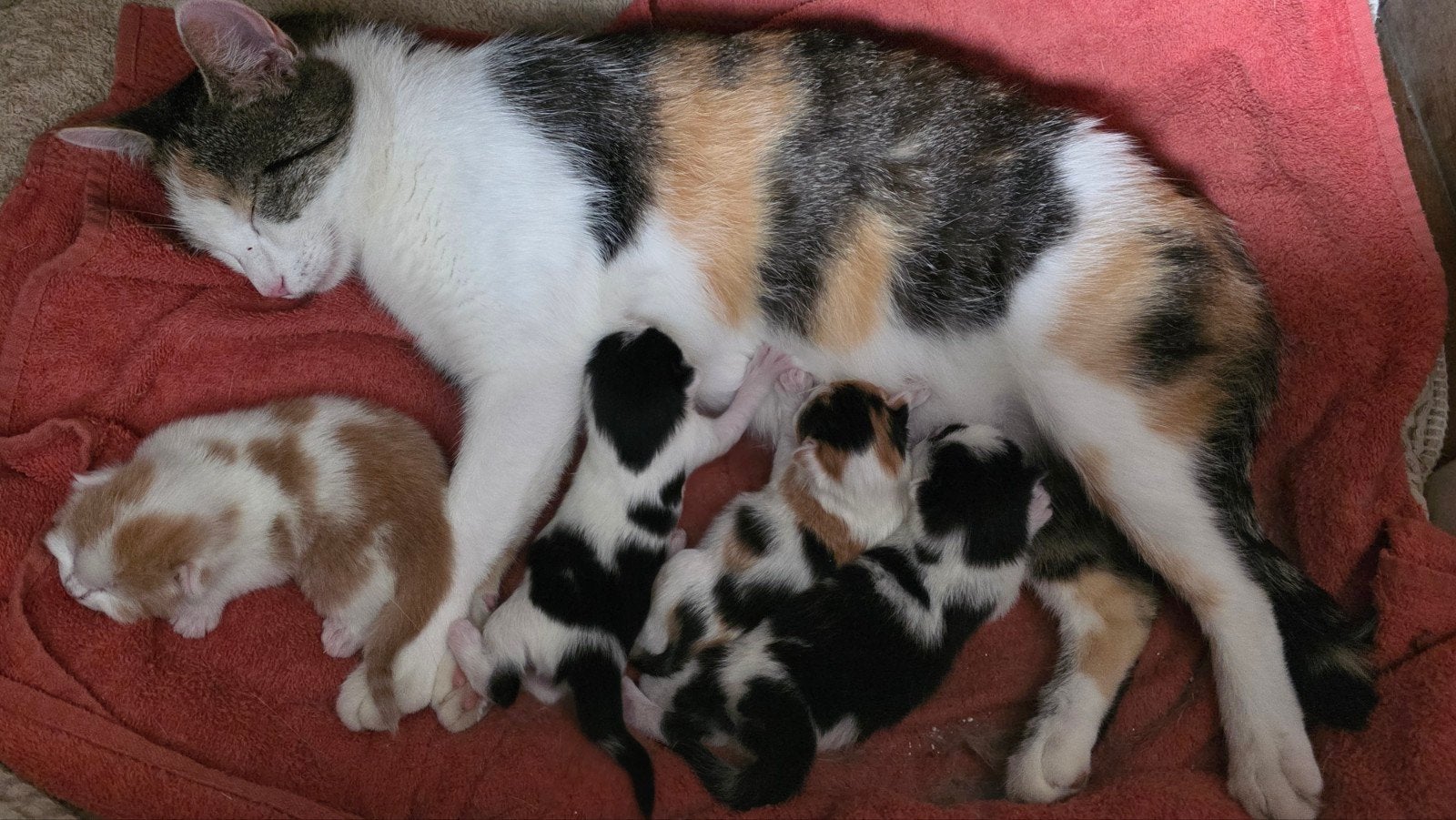 nog 2 kittens, Meerdere dieren