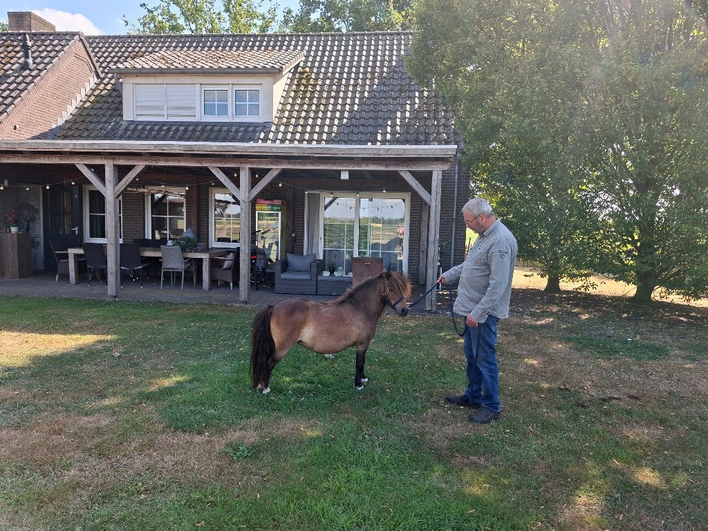 Prachtige mini pony, Dieren en Toebehoren, Pony's, Merrie, Niet van toepassing, A pony (tot 1.17m), 3 tot 6 jaar
