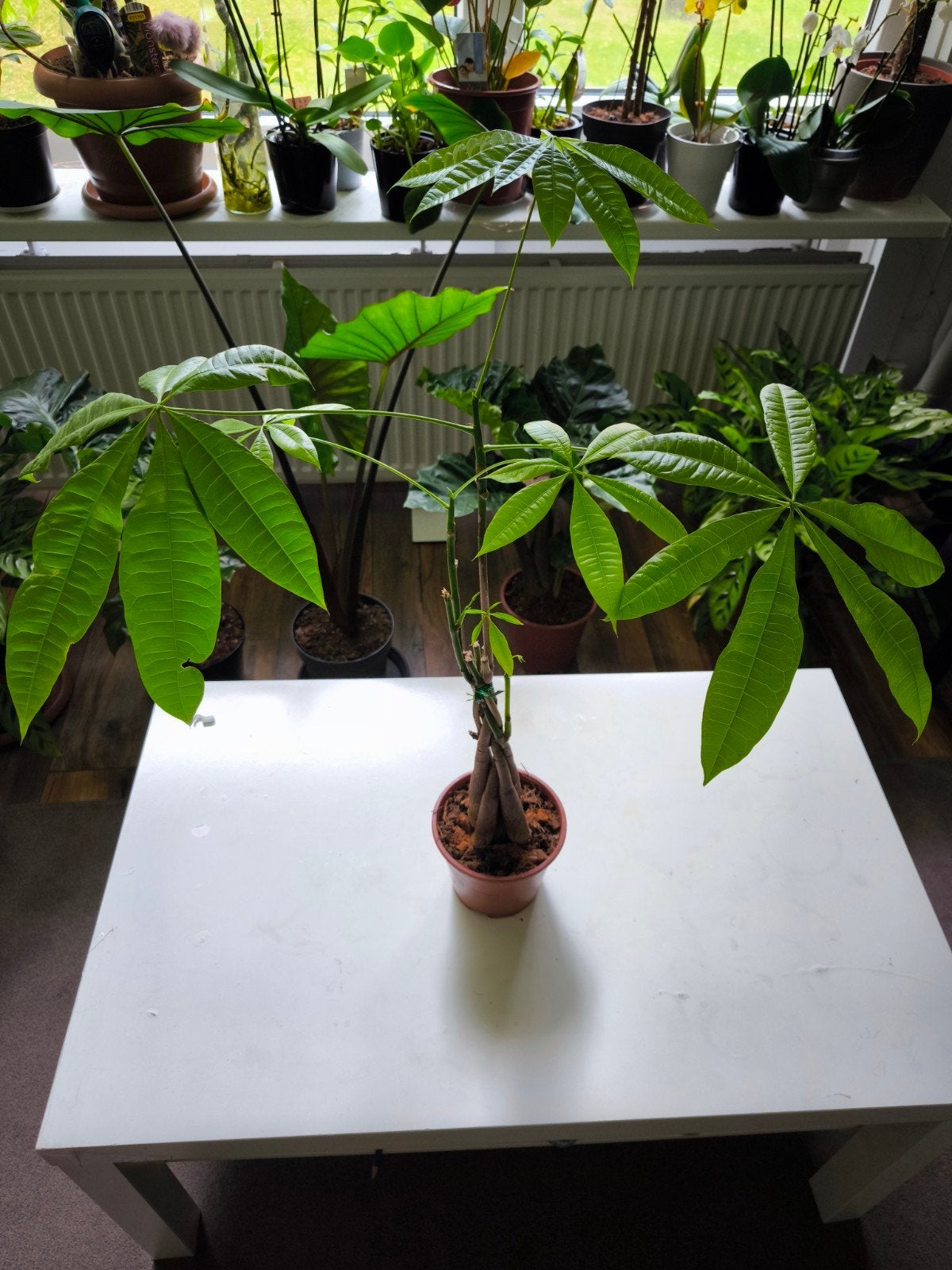 Mooie Pachira Aquatica (Geldboom) - Kamerplant, Overige soorten, In pot, Minder dan 100 cm, Groene kamerplant