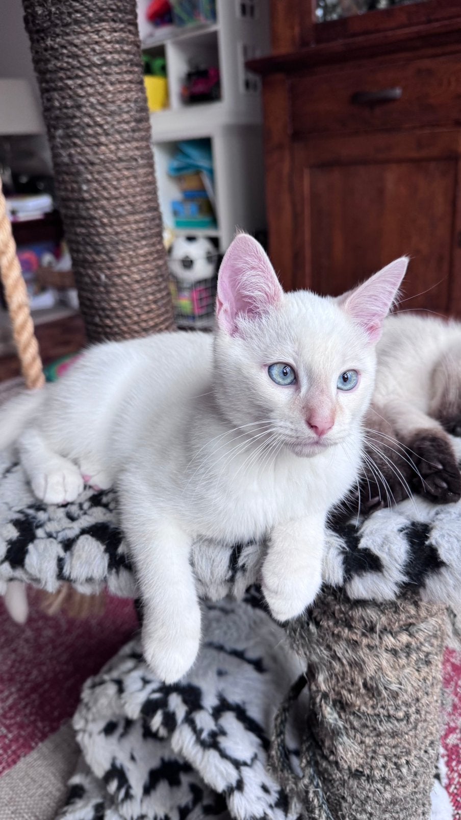 Onze (red point Siamees)-achtige kater zoekt ruimte, Dieren en Toebehoren, Poes, Kortharig, 0 tot 2 jaar