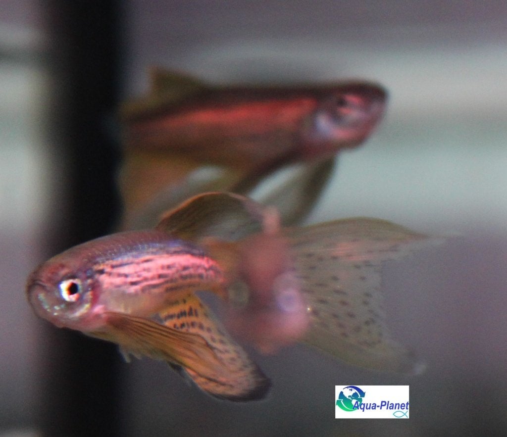 Luipaard Danio "Lonfin", Dieren en Toebehoren, Vis, Zoetwatervis, Schoolvis
