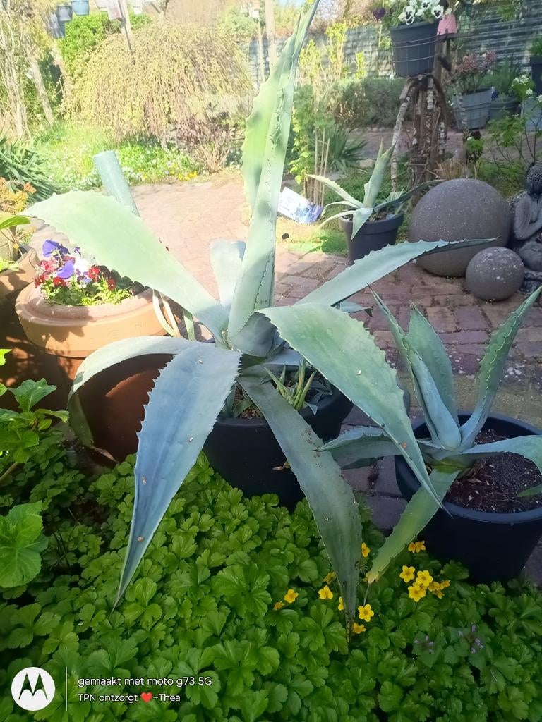 Agaven in diverse maten en bloembakken, Tuin en Terras, Planten | Tuinplanten, Overige soorten, Volle zon, Ophalen