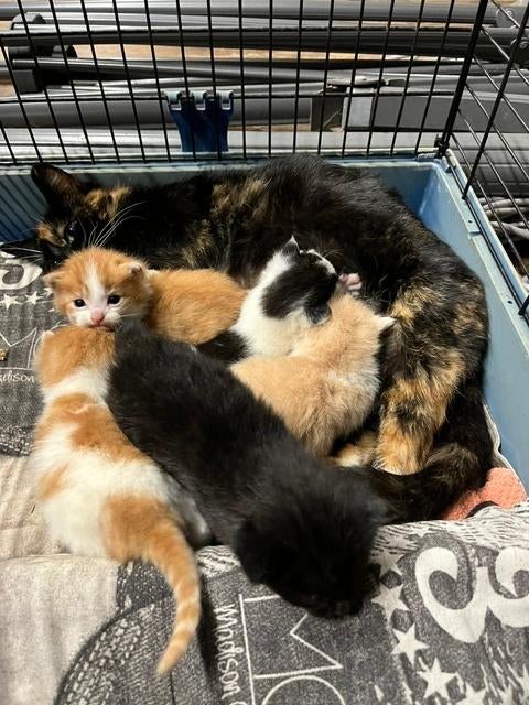 Lieve boerderij kittens, Dieren en Toebehoren, Katten en Kittens | Overige Katten, Meerdere dieren, Kortharig, 0 tot 2 jaar