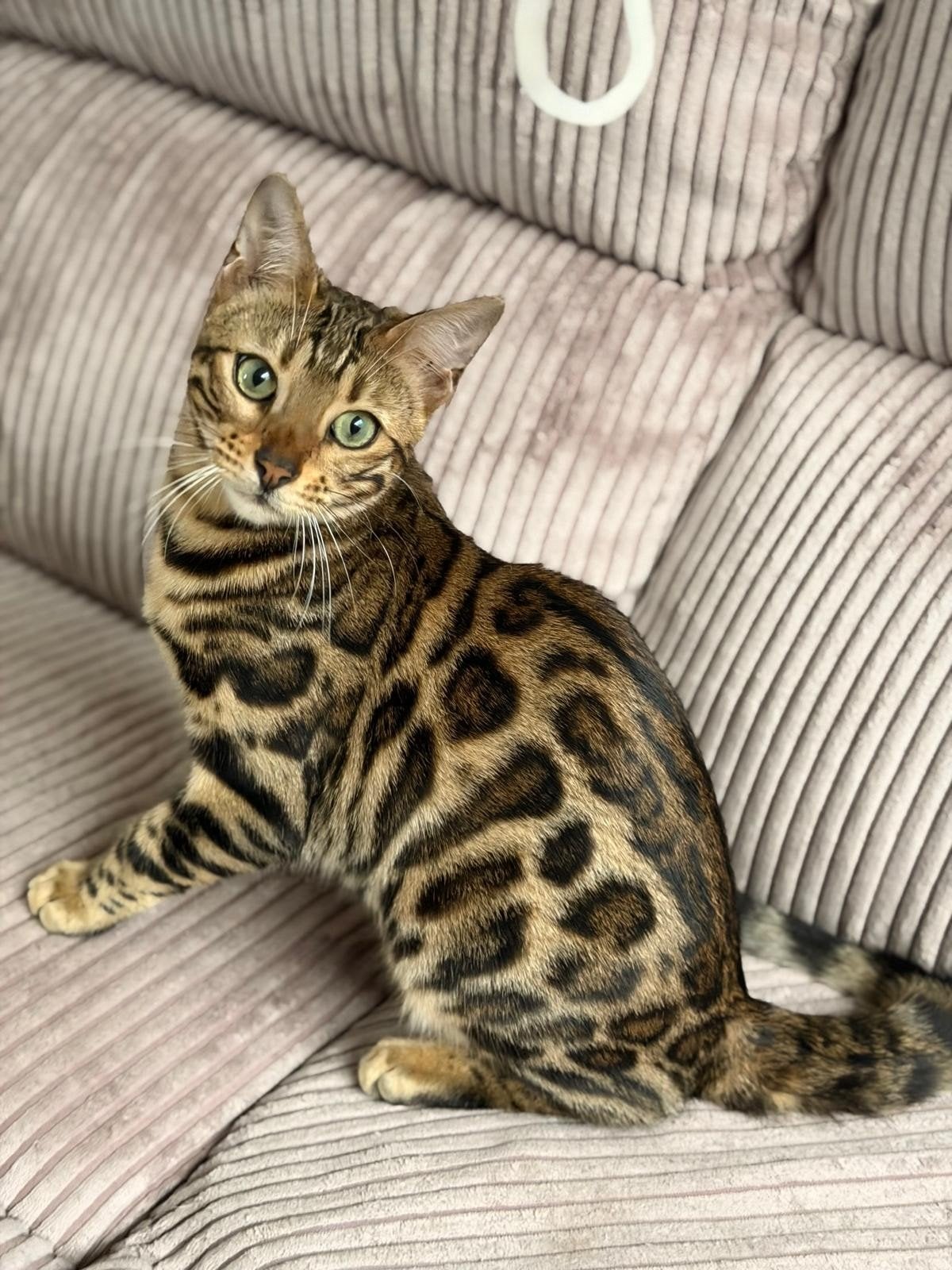 Bengaalse katten, Dieren en Toebehoren, Katten en Kittens | Raskatten | Korthaar, Poes, Met stamboom