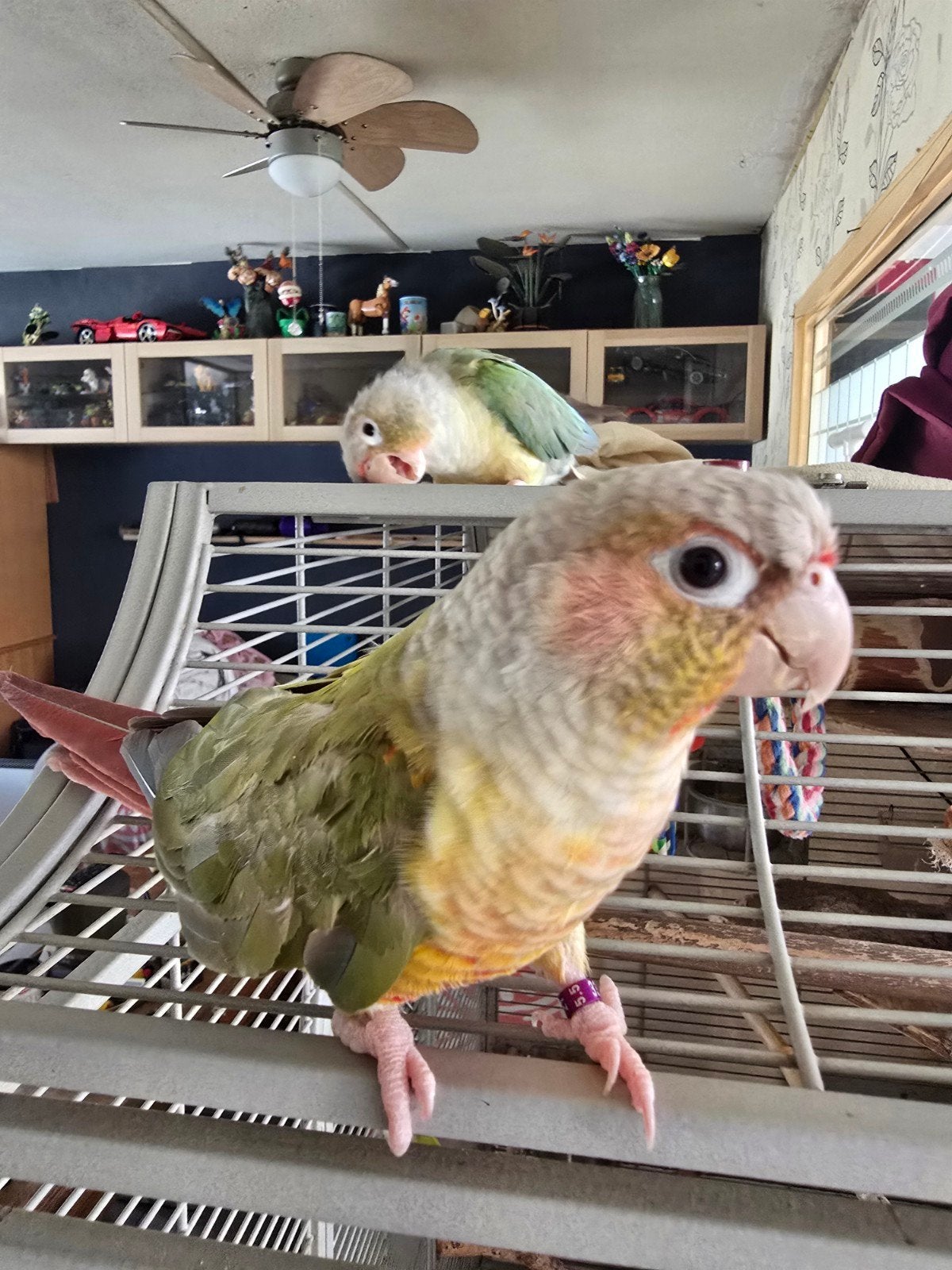 Bewezen Koppel pyrrhura pineapple, Dieren en Toebehoren, Vogels | Parkieten en Papegaaien, Meerdere dieren, Parkiet, Tam