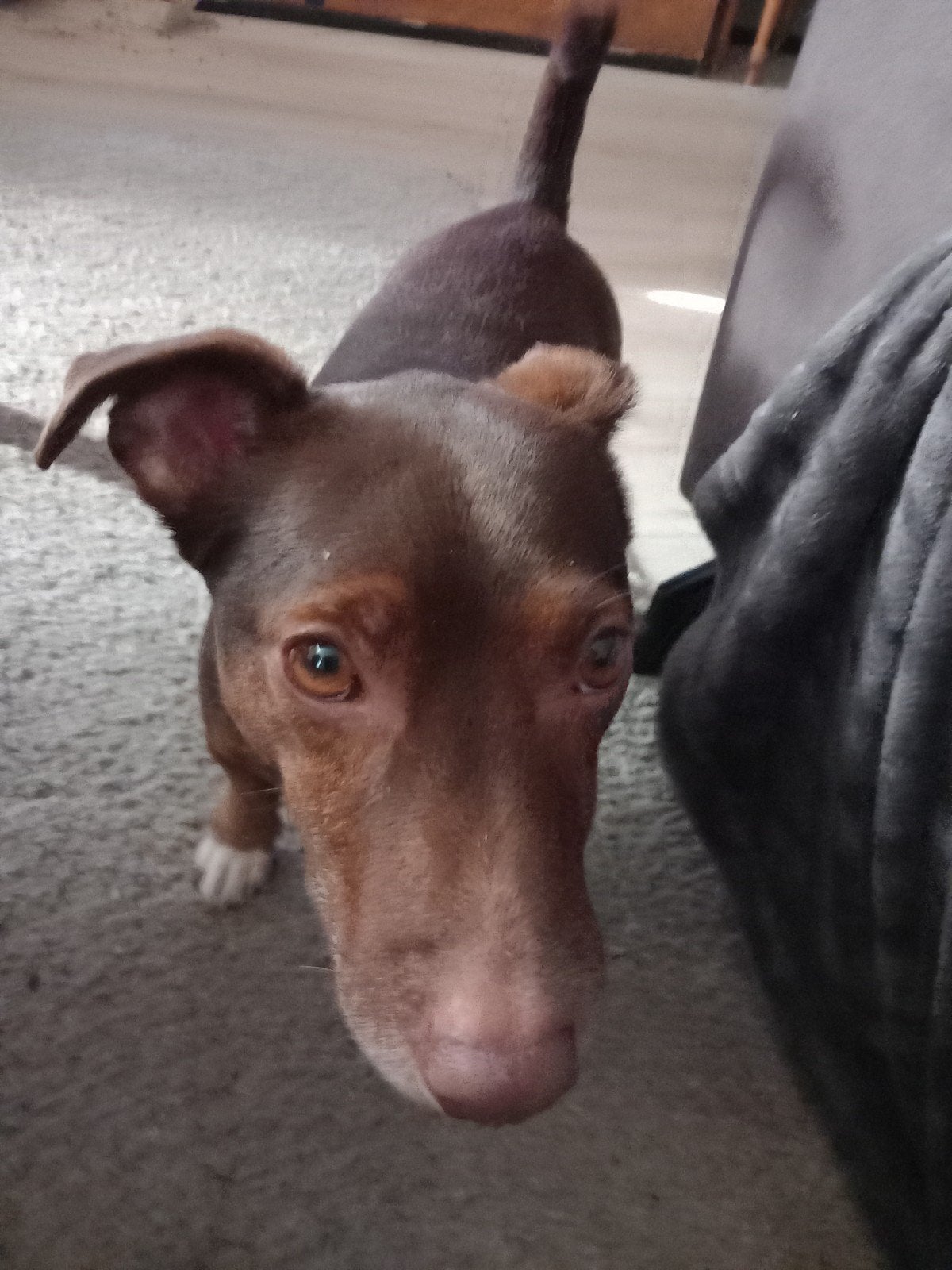 lieve bruine jack russel van 4 jaar mannetje, Dieren en Toebehoren, Jack Russell Terriër, Reu, Eén hond, 3 tot 5 jaar