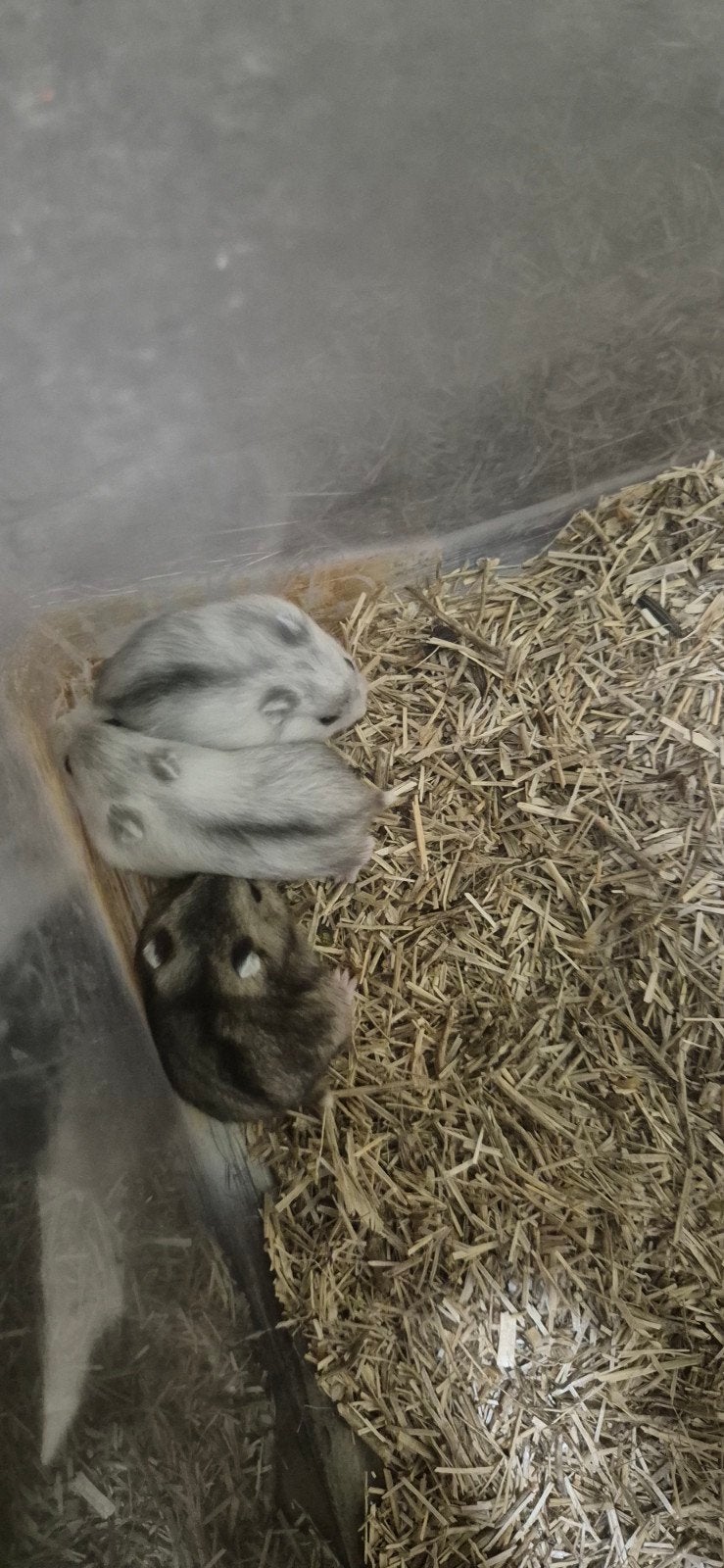 Tamme baby dwerghamsters, Dieren en Toebehoren, Hamster, Augustus, Meerdere dieren, Tam