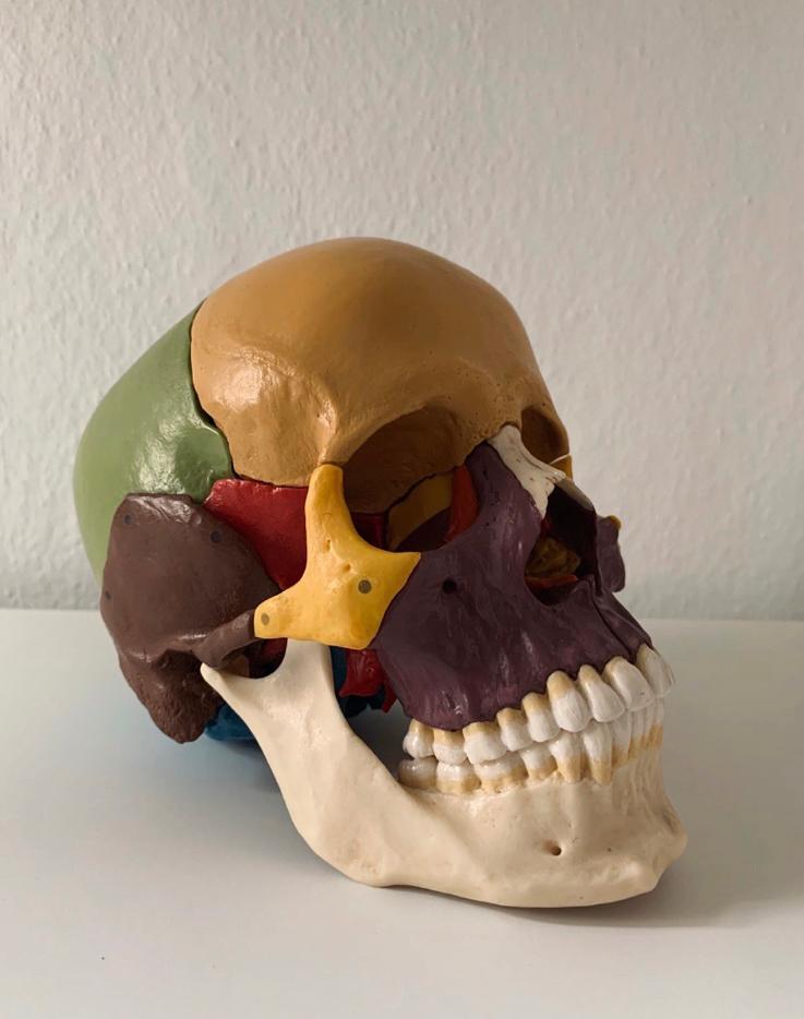 Somso mens schedel model voor anatomisch studie, Verzenden