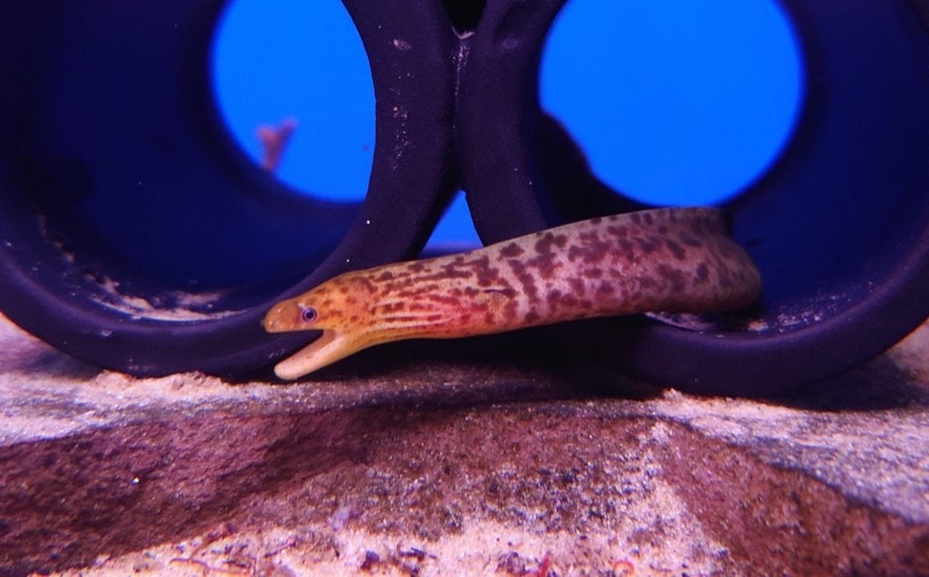 Murene Gymnothorax, Dieren en Toebehoren, Vis