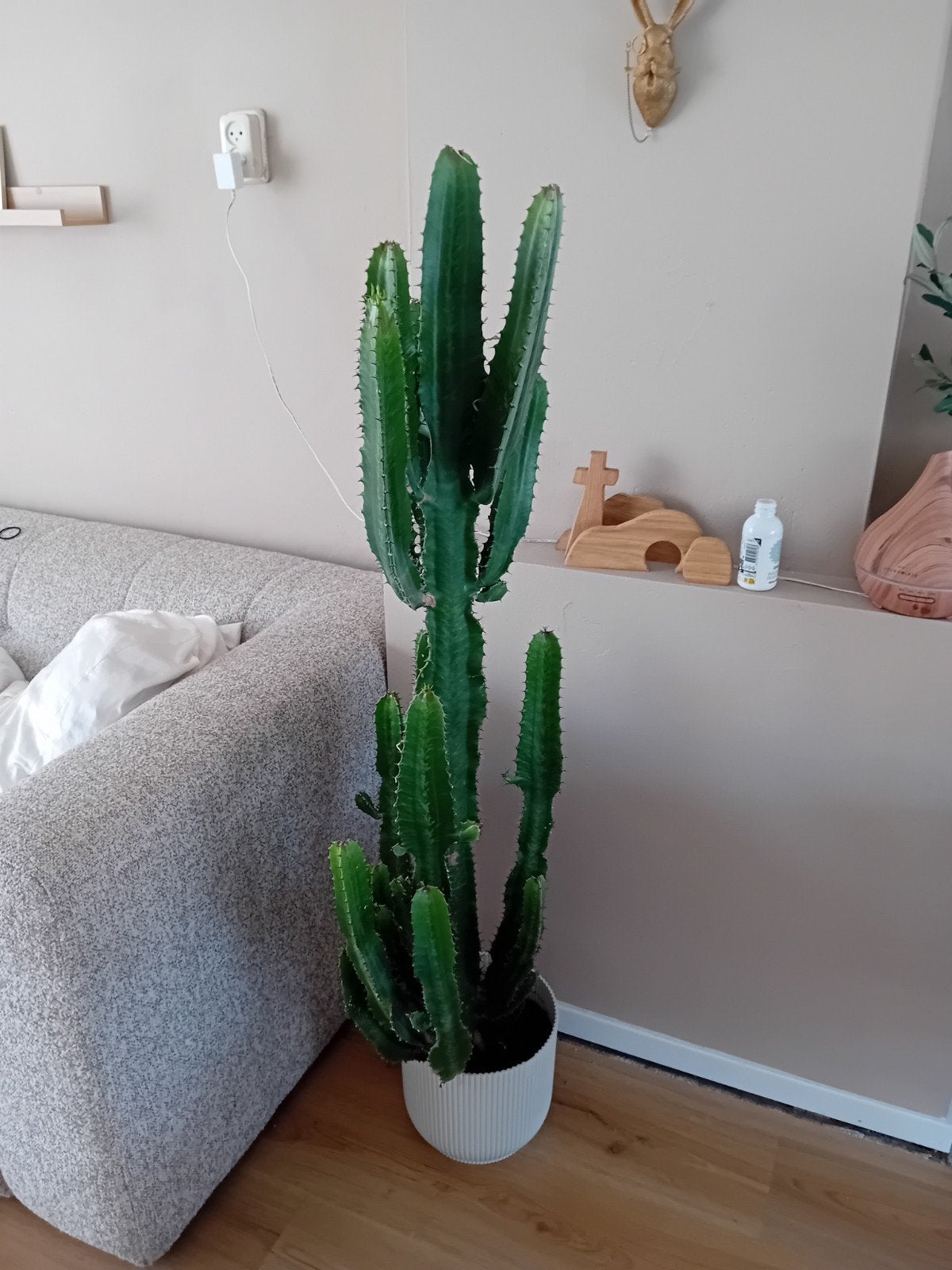 Mooir grote cactus, Ophalen of Verzenden