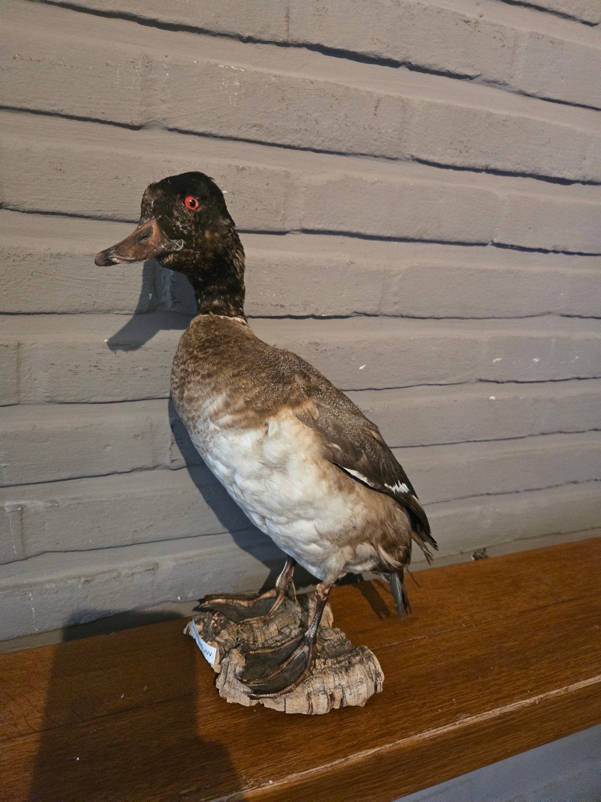 Opgezette eend/kuifeend, Verzamelen, Dierenverzamelingen, Ophalen of Verzenden, Vogel, Opgezet dier