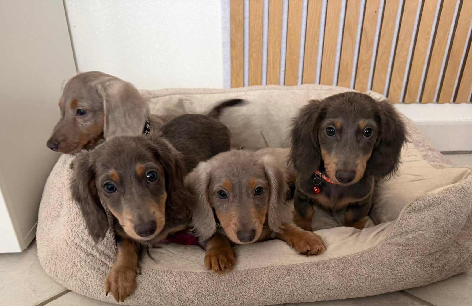 Langharige teckel puppy’s, Dieren en Toebehoren, Particulier, Reu, 8 tot 15 weken, Buitenland