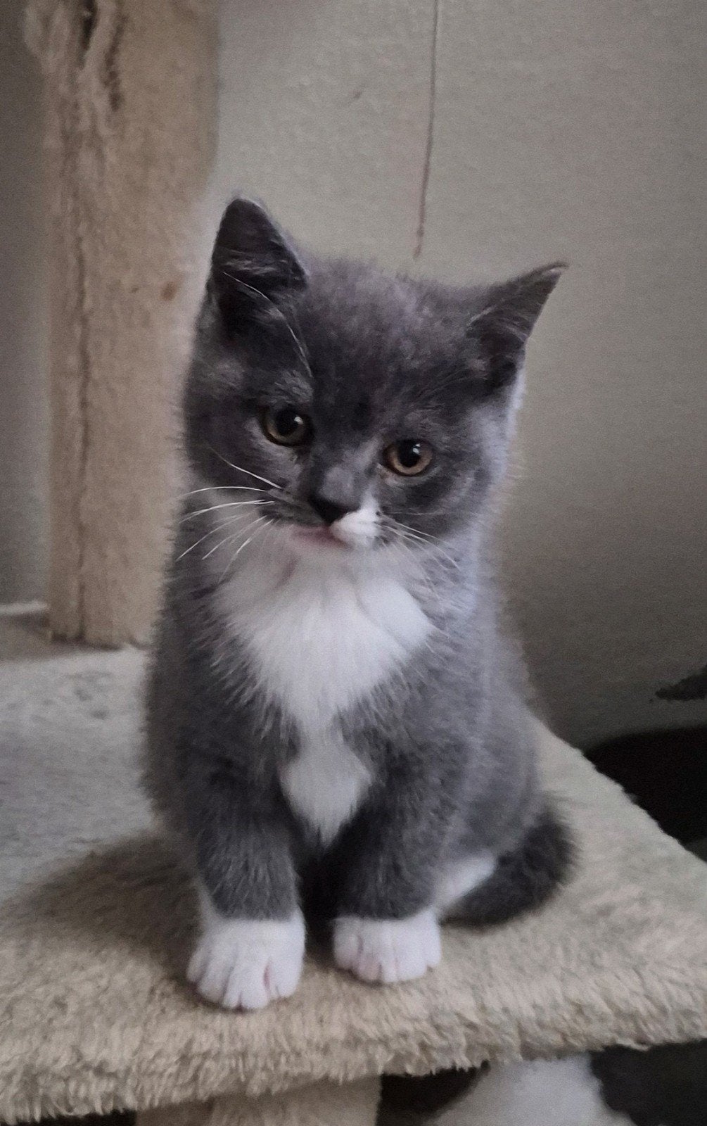 Nog 1 kitten!!  Britse korthaar / Blauwe rus, Meerdere dieren, Ontwormd, 0 tot 2 jaar