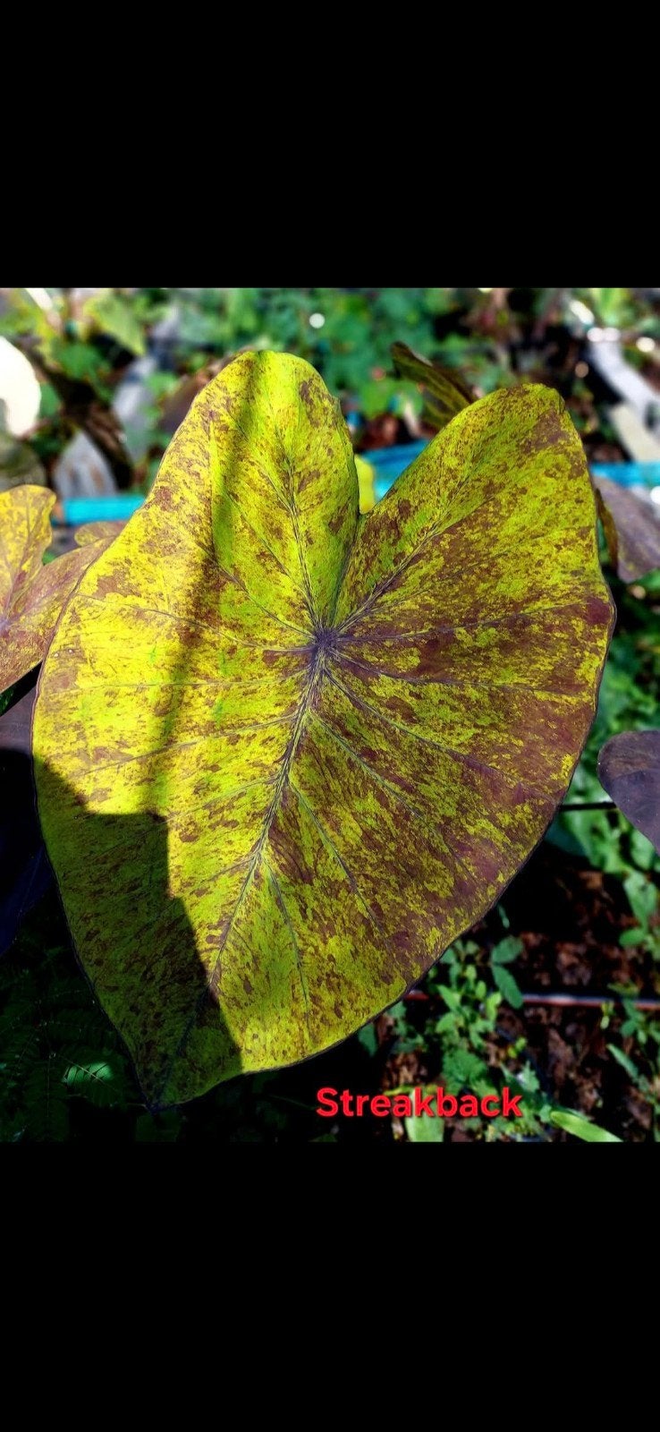 colocasia streakback, Ophalen of Verzenden, Minder dan 100 cm, Overige soorten, Zomer