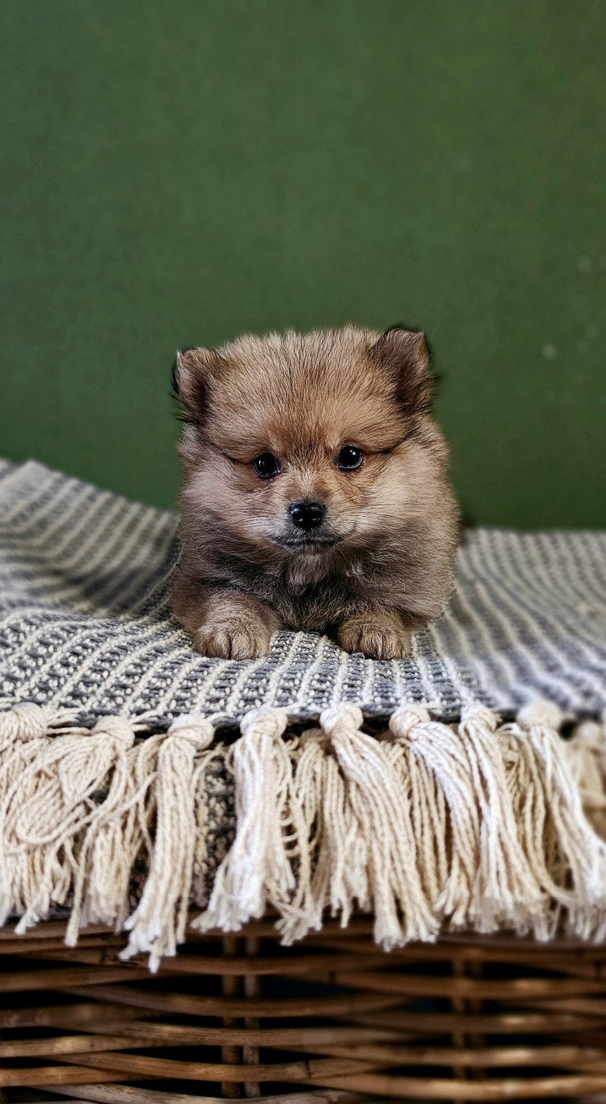 Pomeriaan x Toypoedel     Pomapoo Pups, Parvo, Overige rassen, 8 tot 15 weken, Meerdere