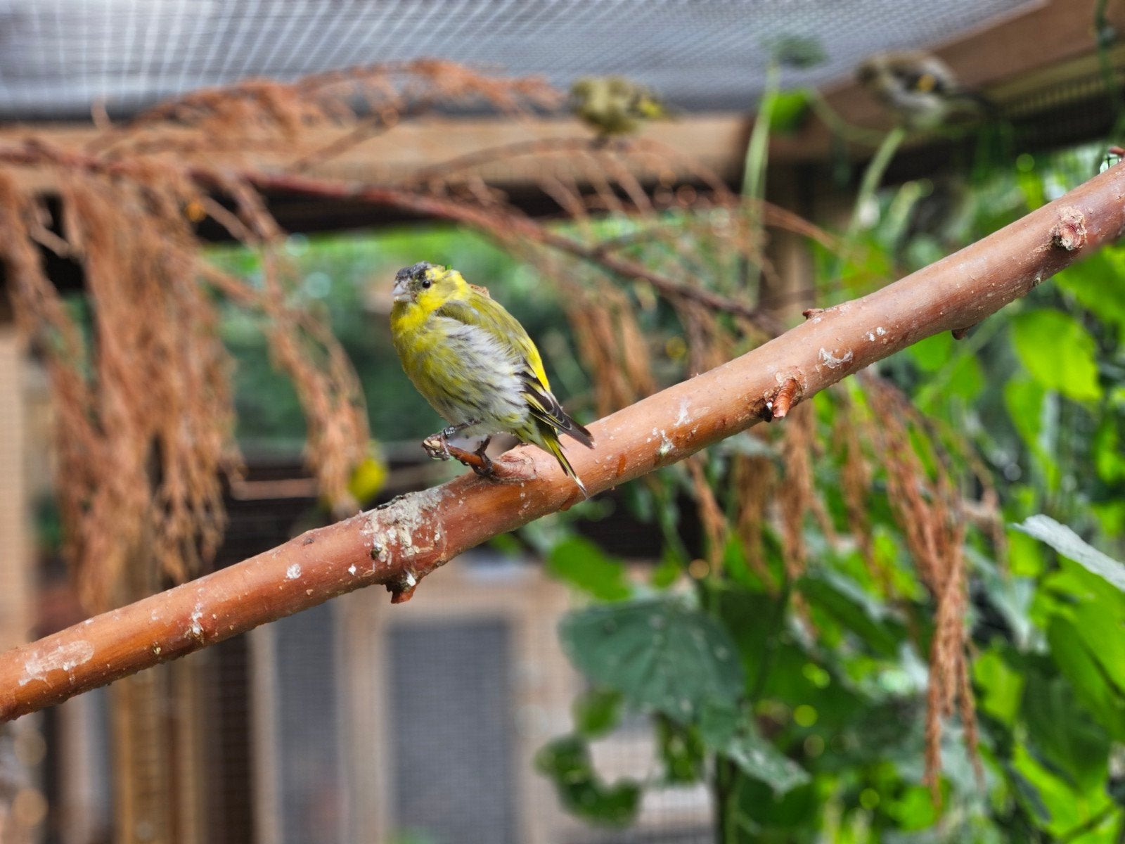 europese sijs koppel wildkleur, Dieren en Toebehoren, Vogels | Overige Vogels, Wildzangvogel, Geringd