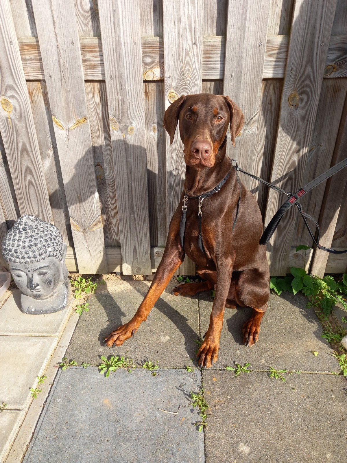jonge doberman reu 1 jaar, Dieren en Toebehoren, Reu, 1 tot 2 jaar, Bulldog, Eén hond