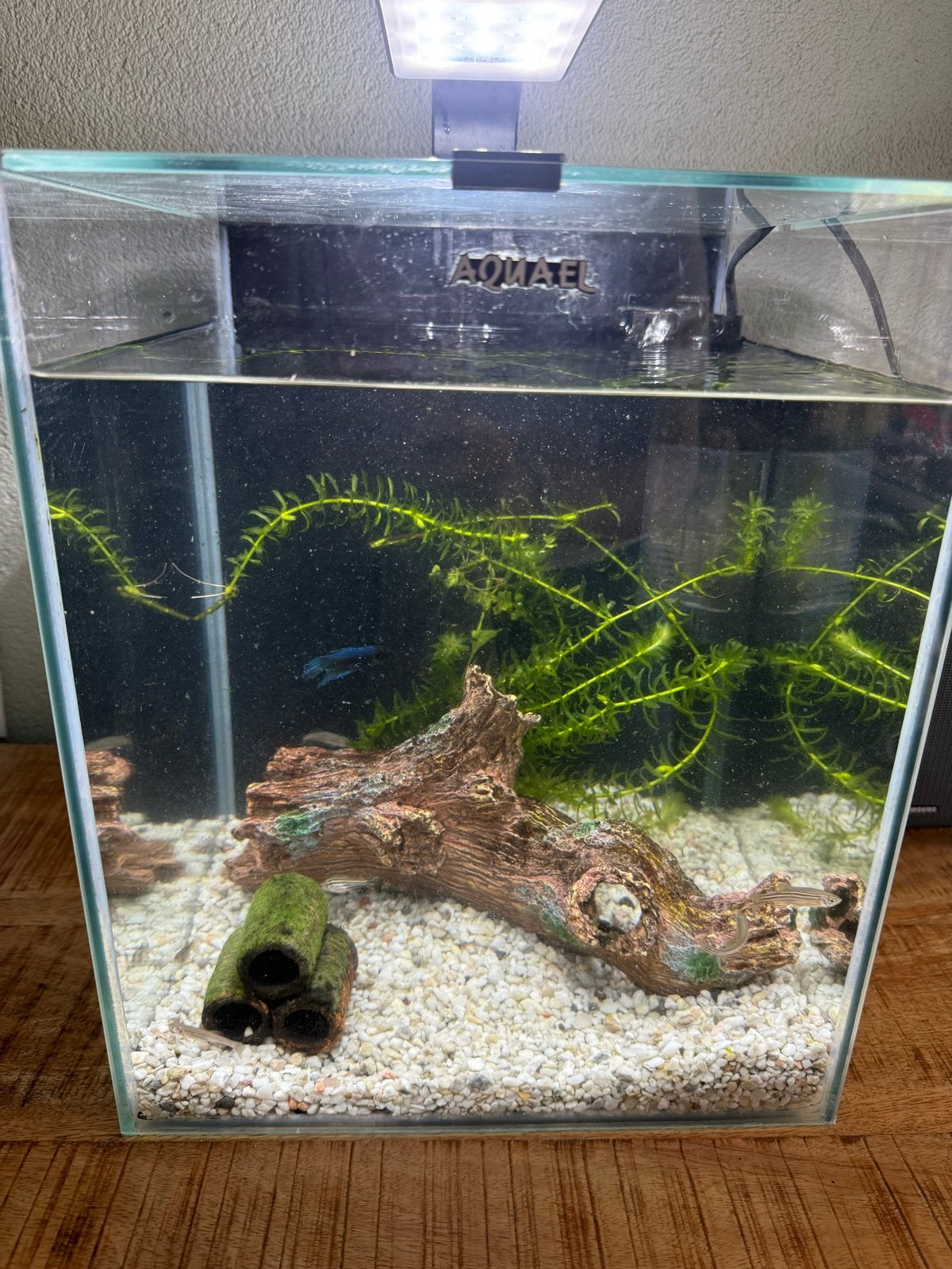 Aquarium Aquael met vissen, compleet, 30x30x35 cm, Ophalen, Gebruikt, Gevuld zoetwateraquarium, Inclusief vissen