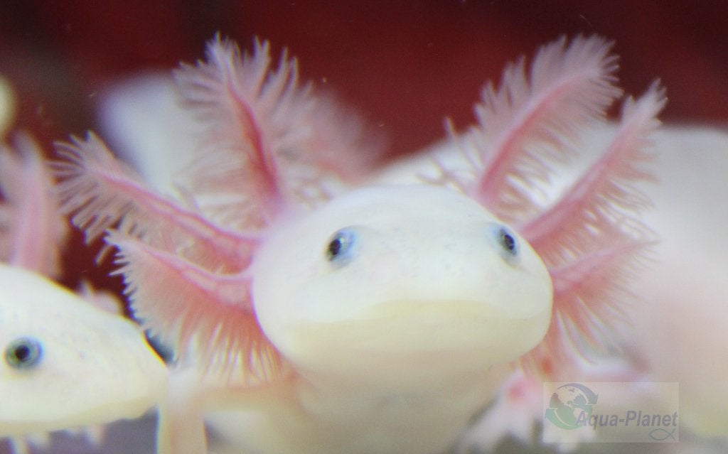 Axolotl - Blue Eyed Lucy (Augustus Actie!!! €4,99 pst), Dieren en Toebehoren, Reptielen en Amfibieën, Amfibie, Tam, 0 tot 2 jaar