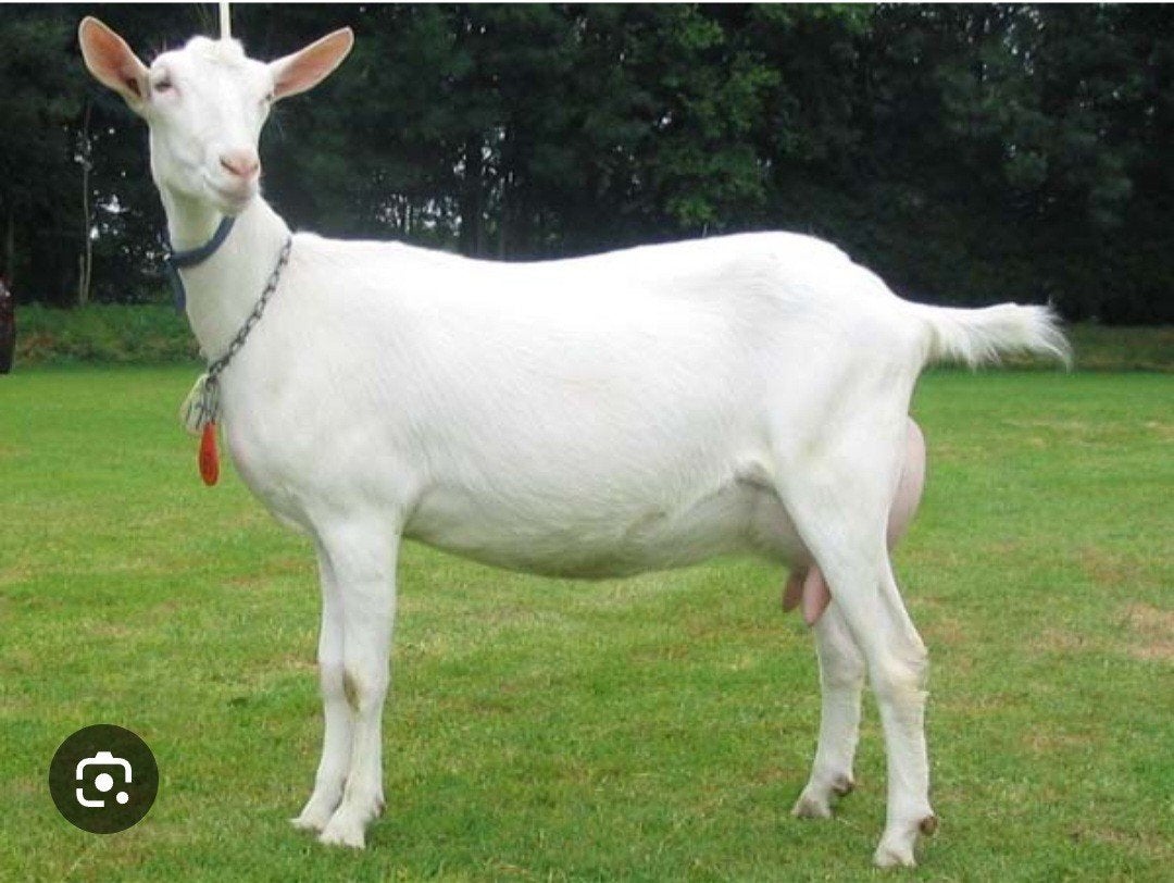 Witte melkgeit, Dieren en Toebehoren, Schapen, Geiten en Varkens, Meerdere dieren, Geit