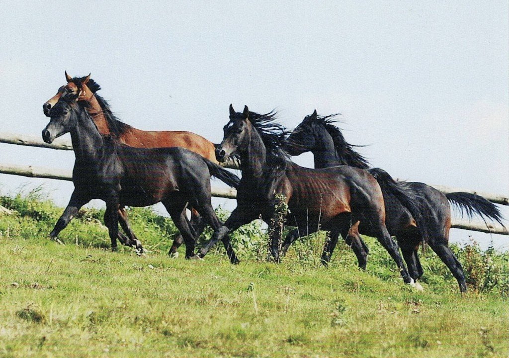 Groep  Araber jungferde 230, Verzenden, 1980 tot heden, Ongelopen, Paard