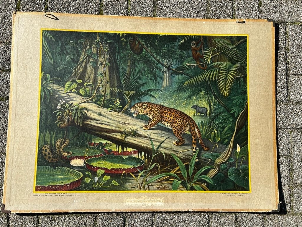 In het Braziliaansche oerwoud, Ophalen of Verzenden, Natuur en Biologie