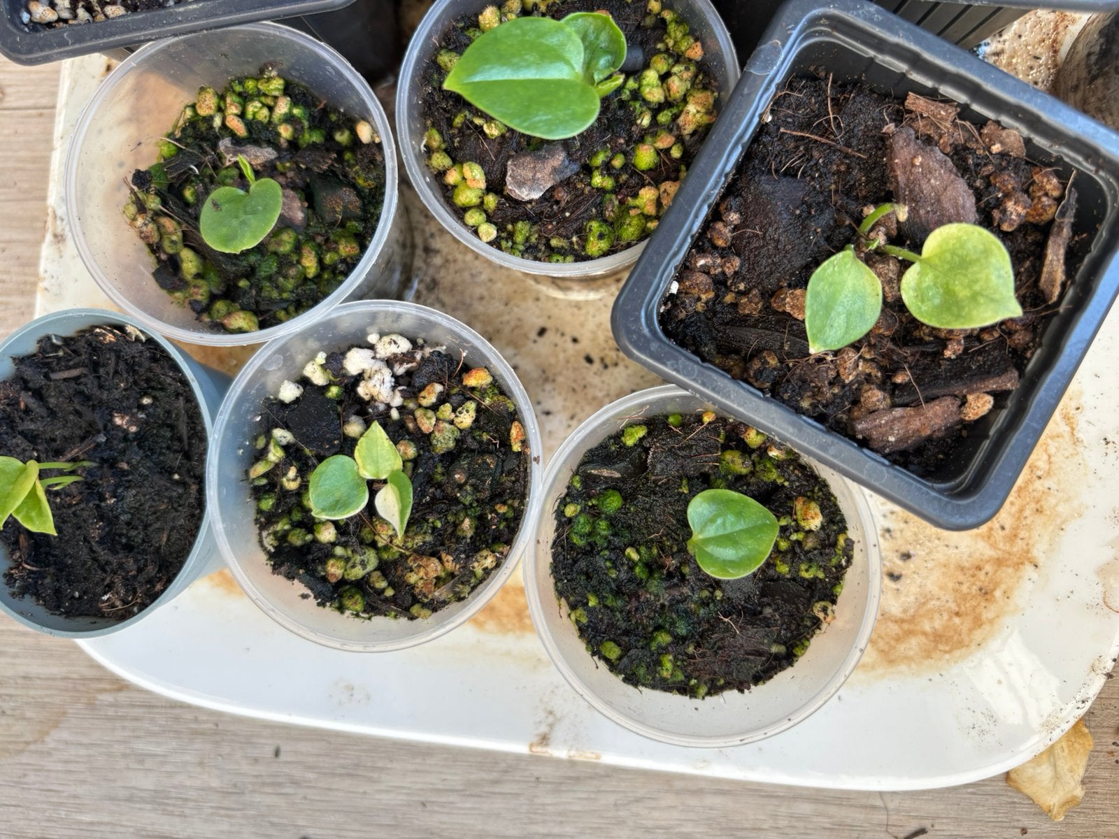 Anthurium foliage seedling, Ophalen of Verzenden, Overige soorten, Volle zon