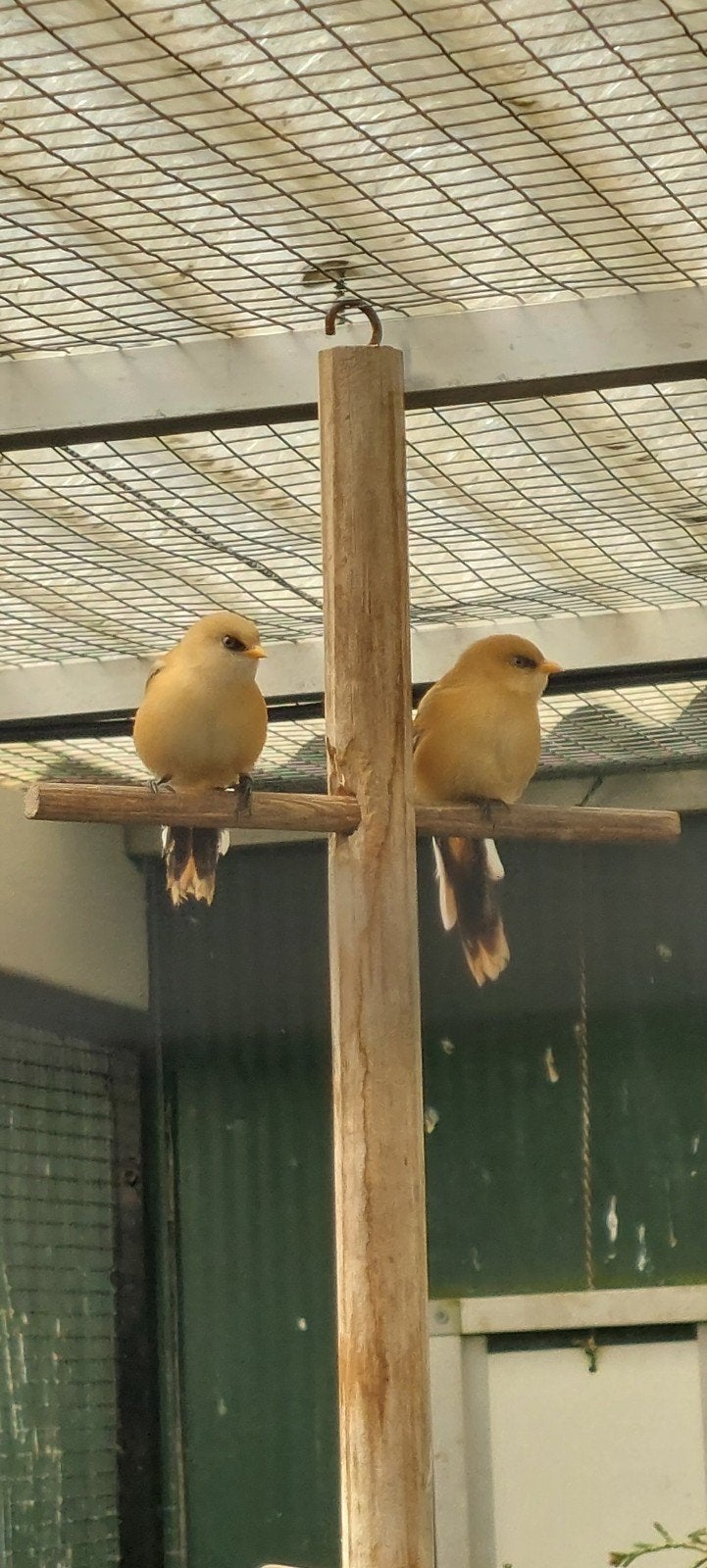 Europese baardmannetjes 2026 uit de buitenvlucht, Meerdere dieren, Wildzangvogel, Geringd