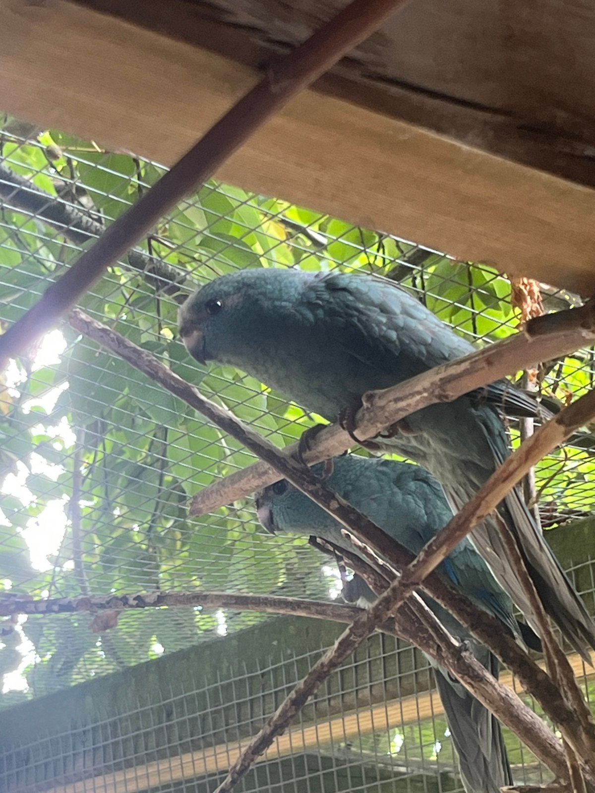 Jonge grijze kakariki’, Meerdere dieren, Parkiet