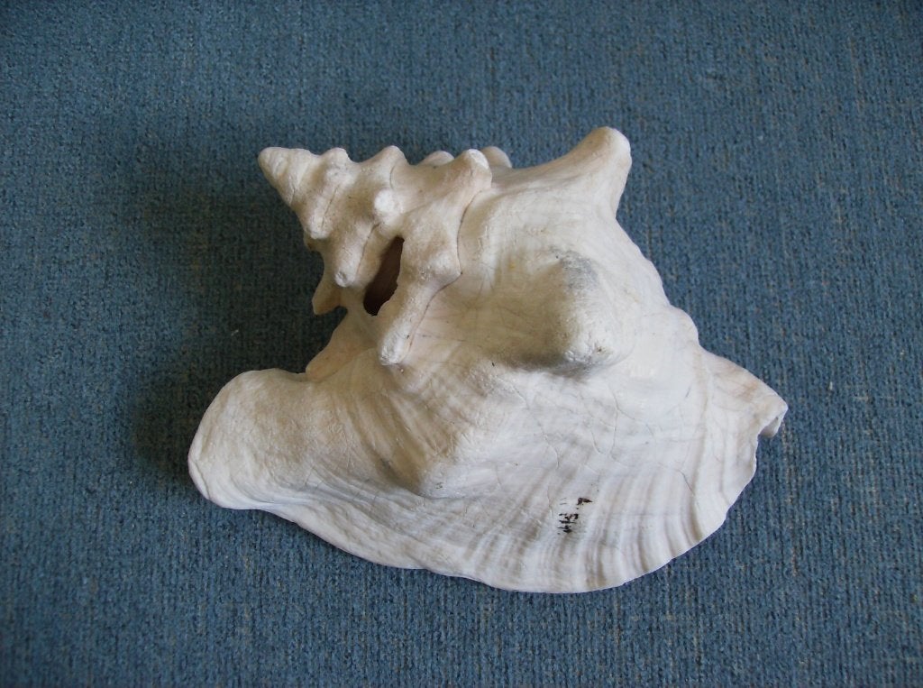 GROTE SCHELP, STROMBUS, GIGAS,IN GOEDE STAAT, Ophalen of Verzenden, Schelp(en)
