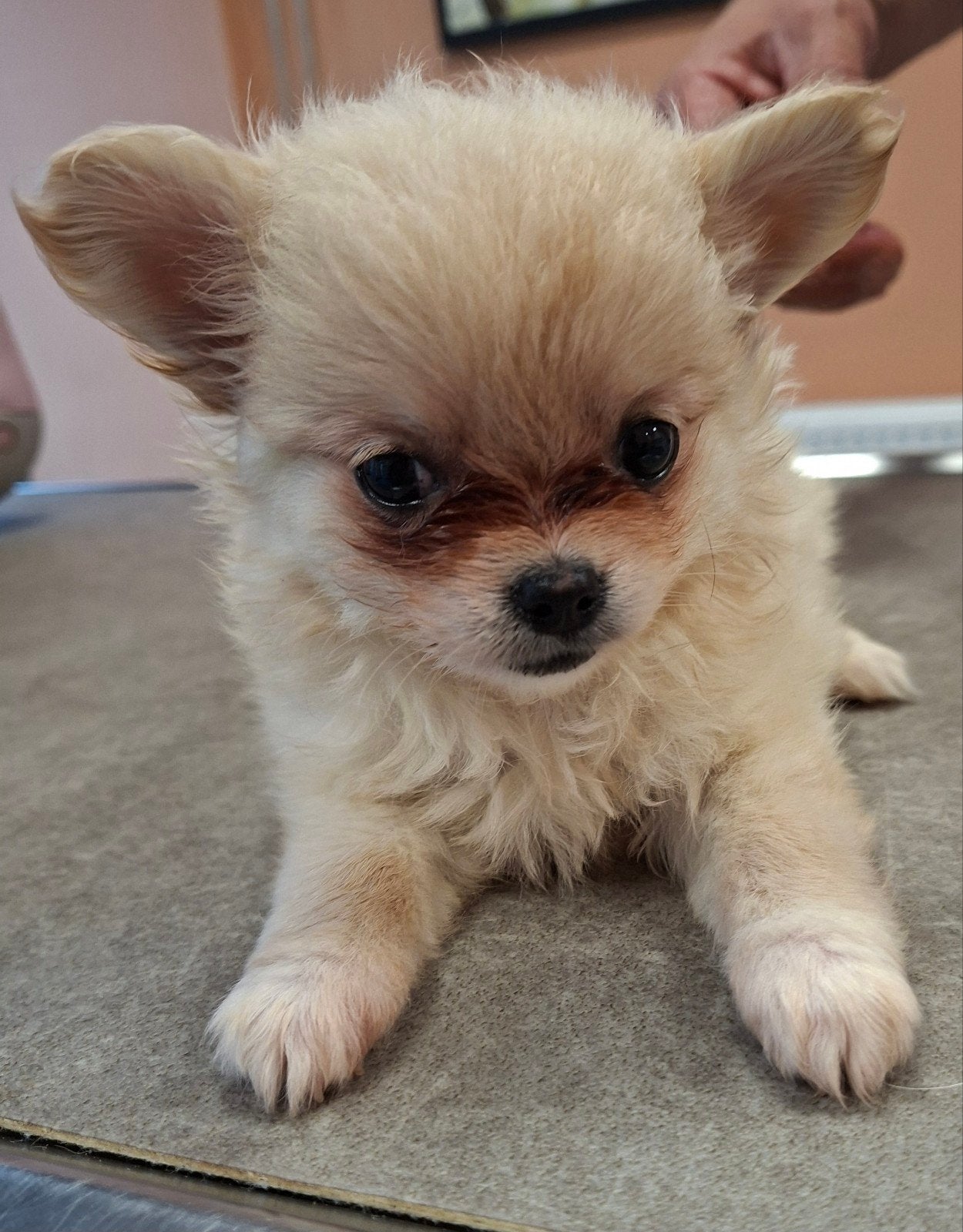 Te koop prachtige sociale Pomchi pupjes, Overige rassen, 8 tot 15 weken, CDV (hondenziekte), Meerdere