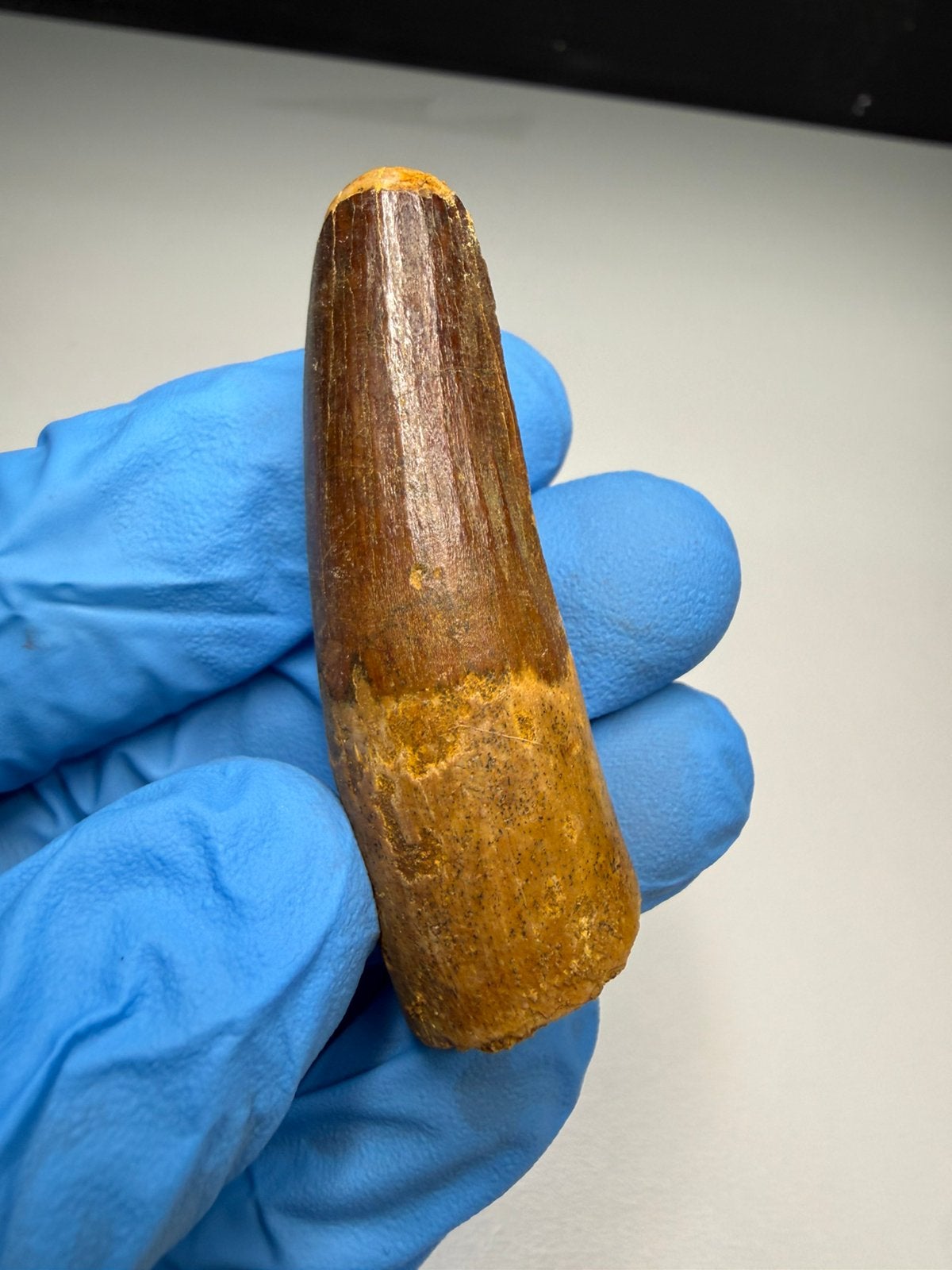 Mooie Spinosaurus tand, Ophalen of Verzenden, Fossiel