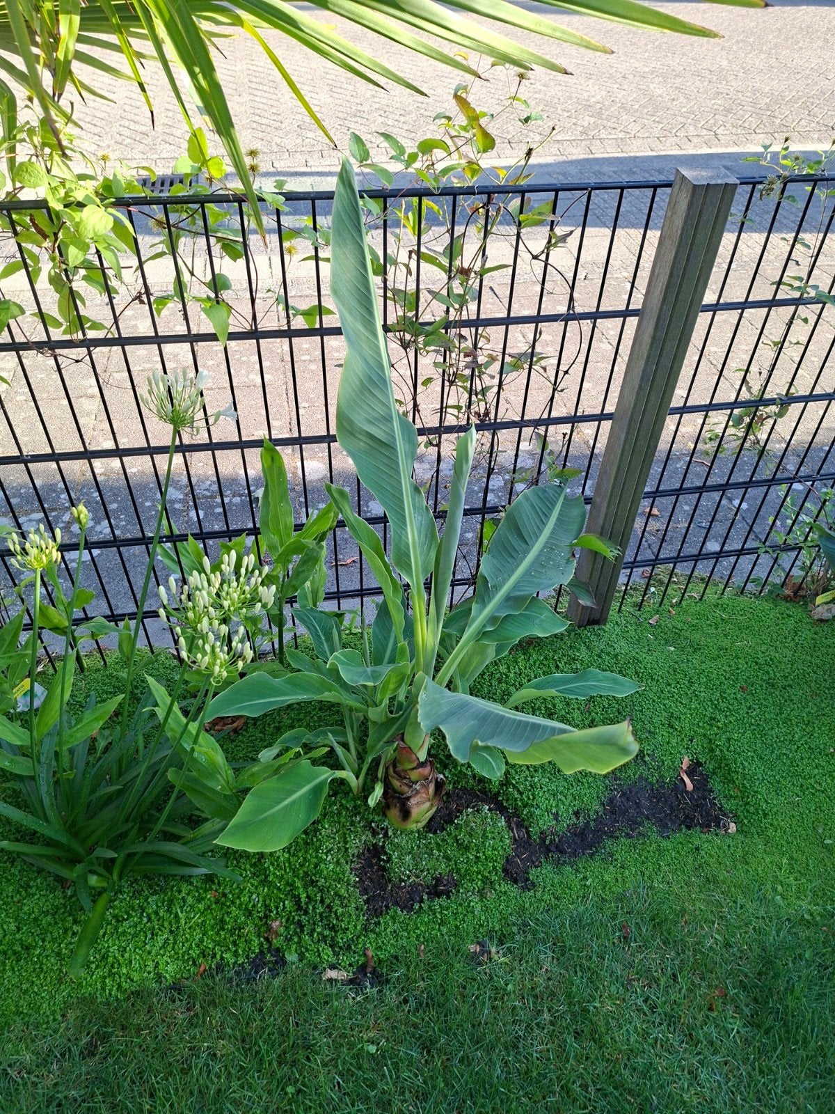 Musa sikkimensis red tiger, lasiocarpa, dajiao, itinerans, Tuin en Terras, Planten | Tuinplanten, Ophalen of Verzenden, Overige soorten