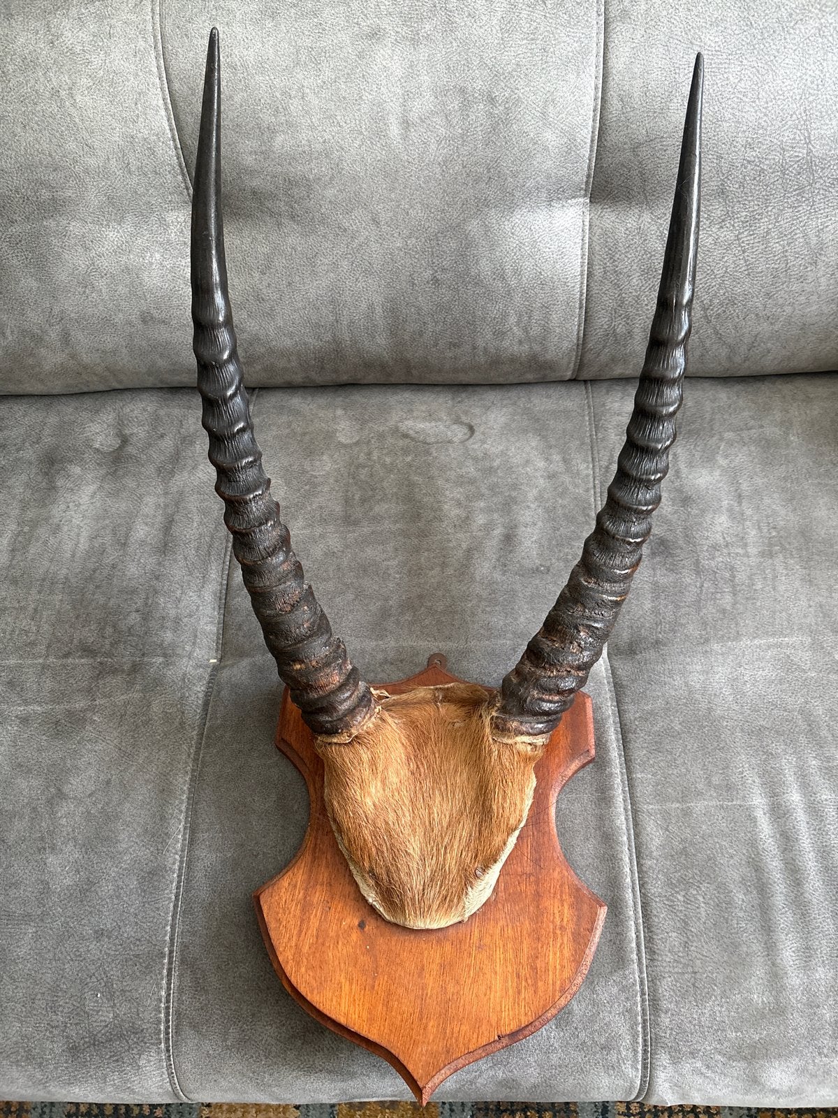 Originele Afrikaanse Waterbok Trofee uit Kameroen 1967, Ophalen